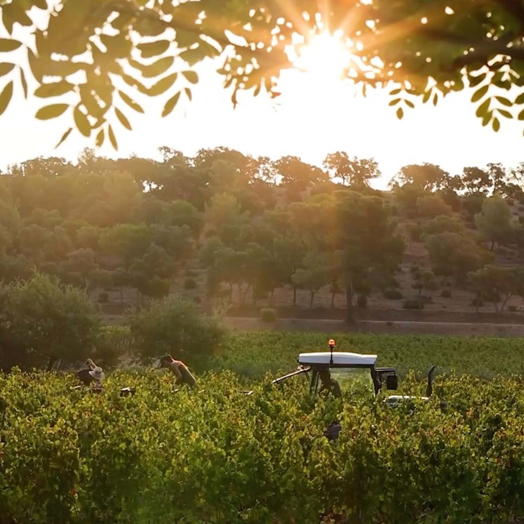 BY.OTT Côtes de Provence Rosé 2024
