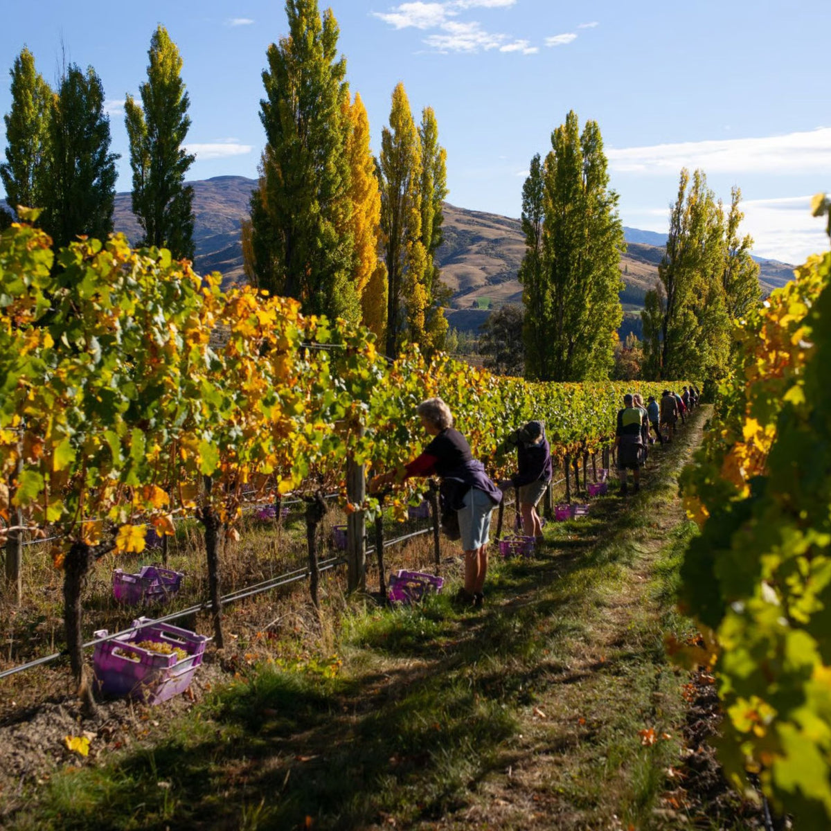 Felton Road Block 1 Riesling 2025