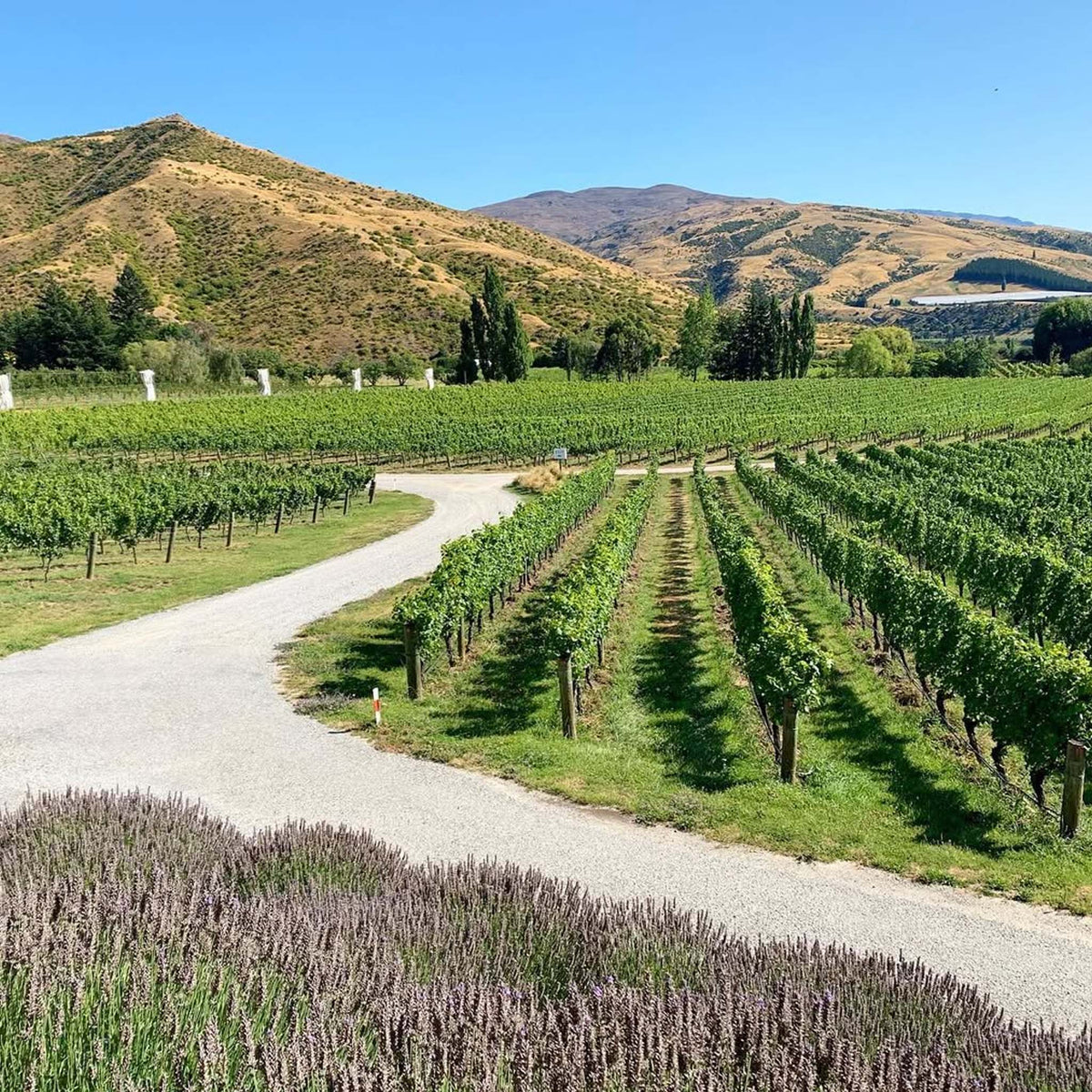 Felton Road Block 6 Chardonnay 2024