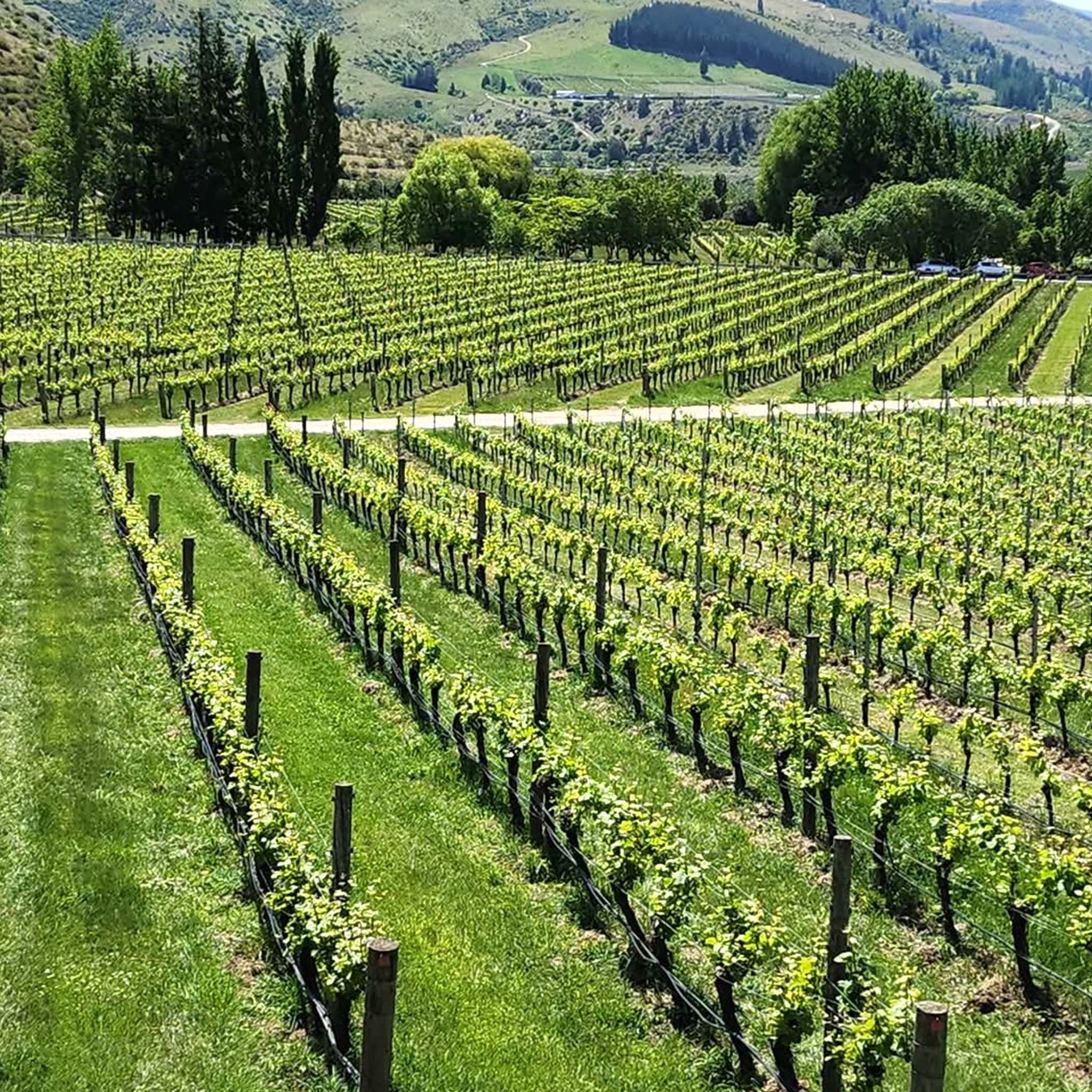 Felton Road Calvert Pinot Noir 2024