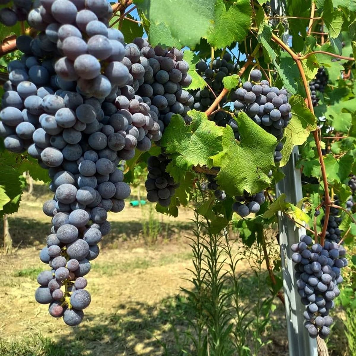 Fletcher Langhe DOC Nebbiolo 2023