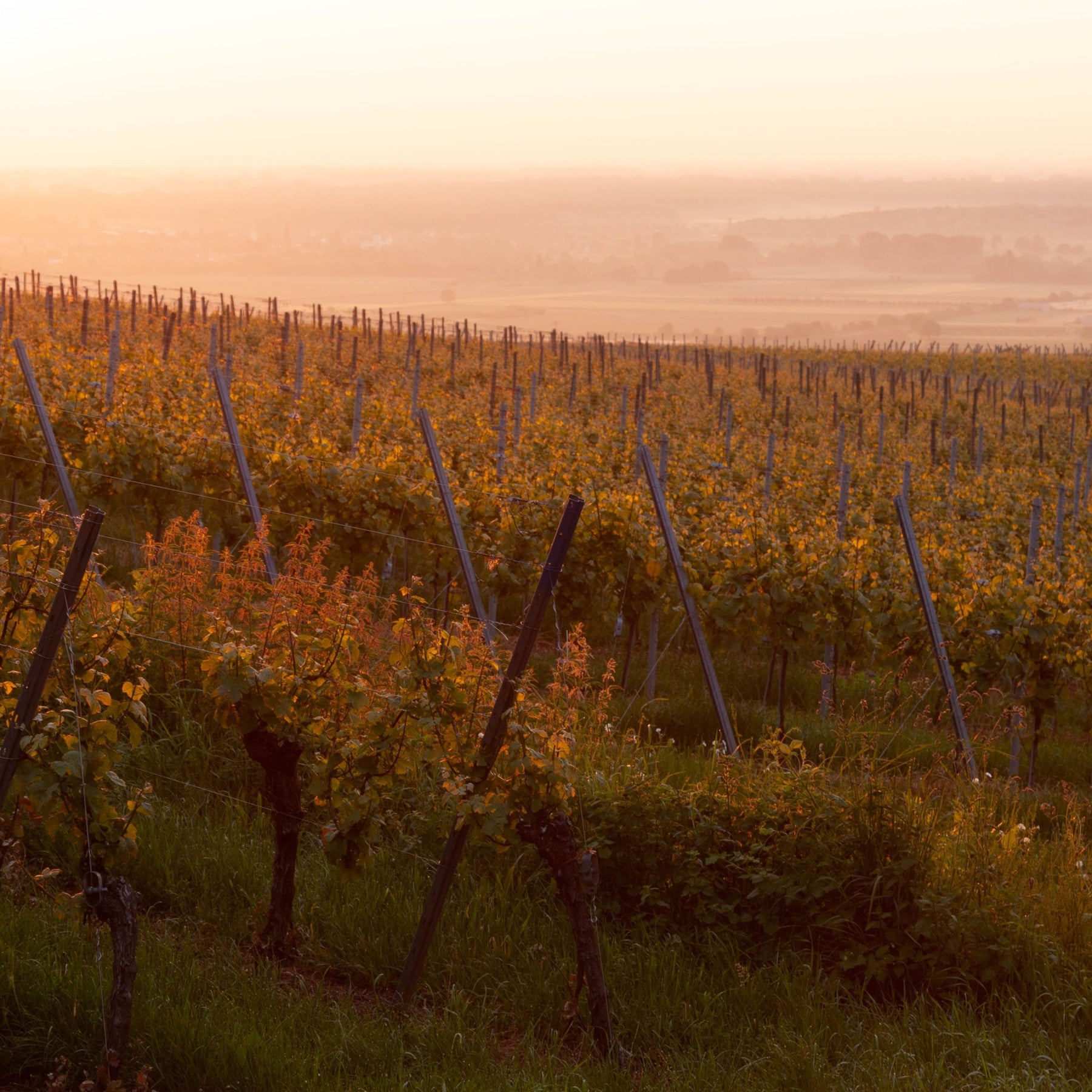 Domaine Michel Gros Vosne-Romanée 1er Cru Clos des Réas 2023