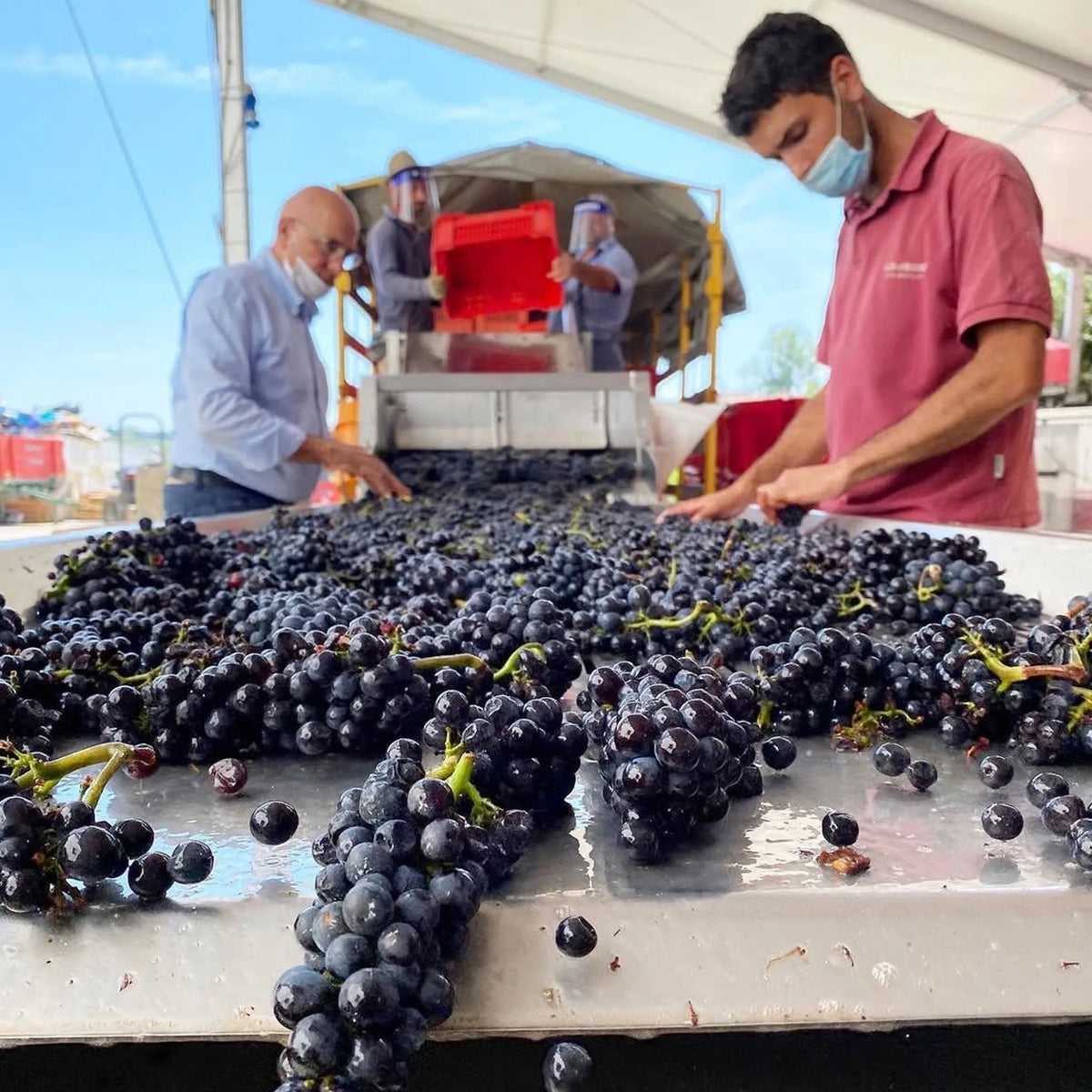 G.D. Vajra Barolo Albe 2022