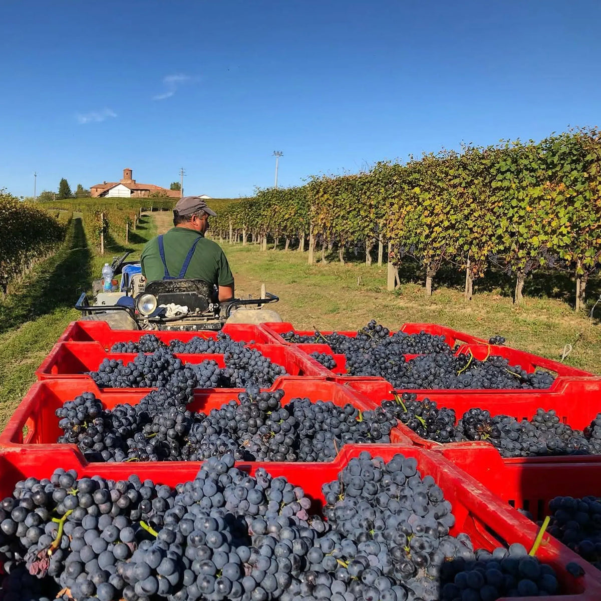 G.D. Vajra Barolo Albe 2022