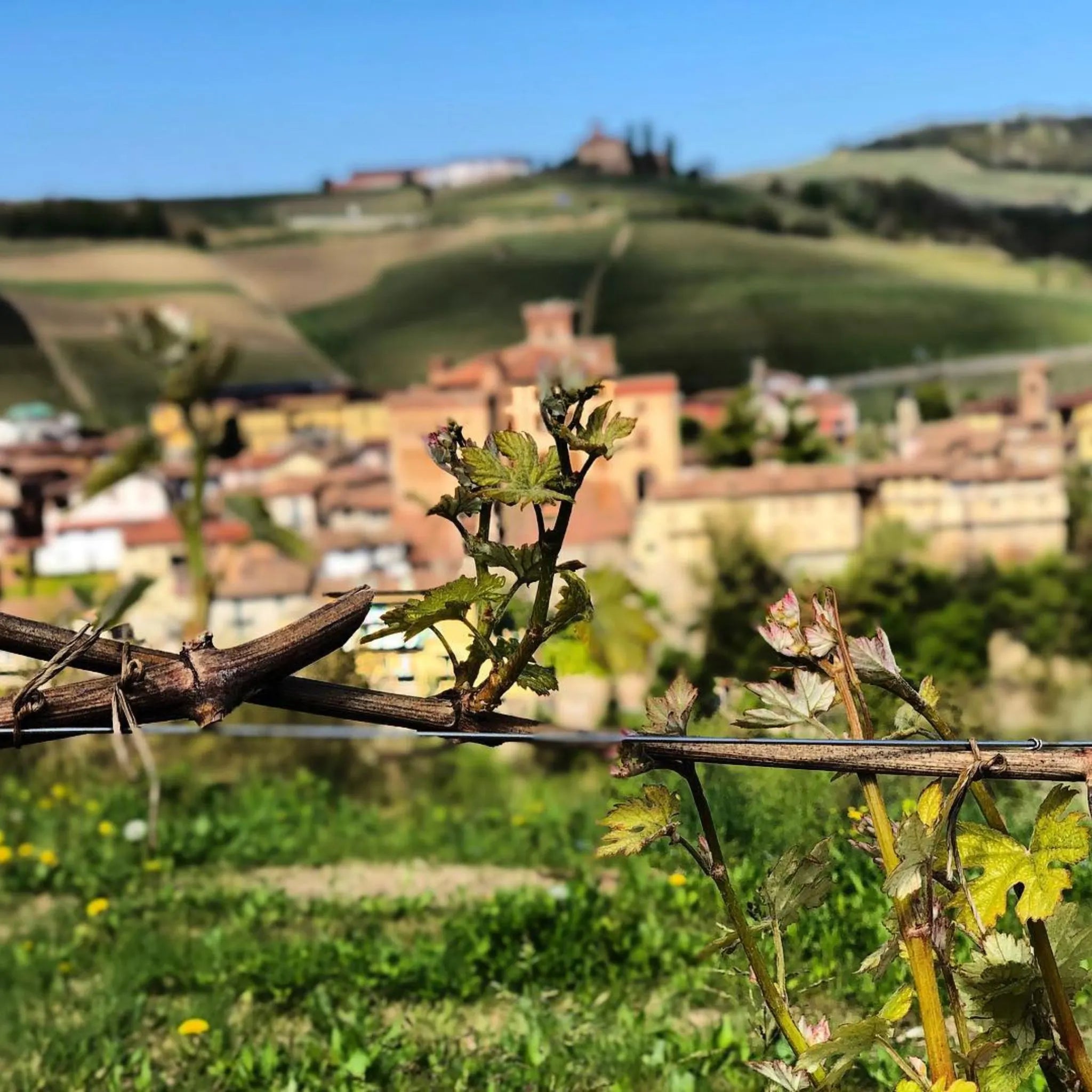 G.D. Vajra Barolo Albe 2022