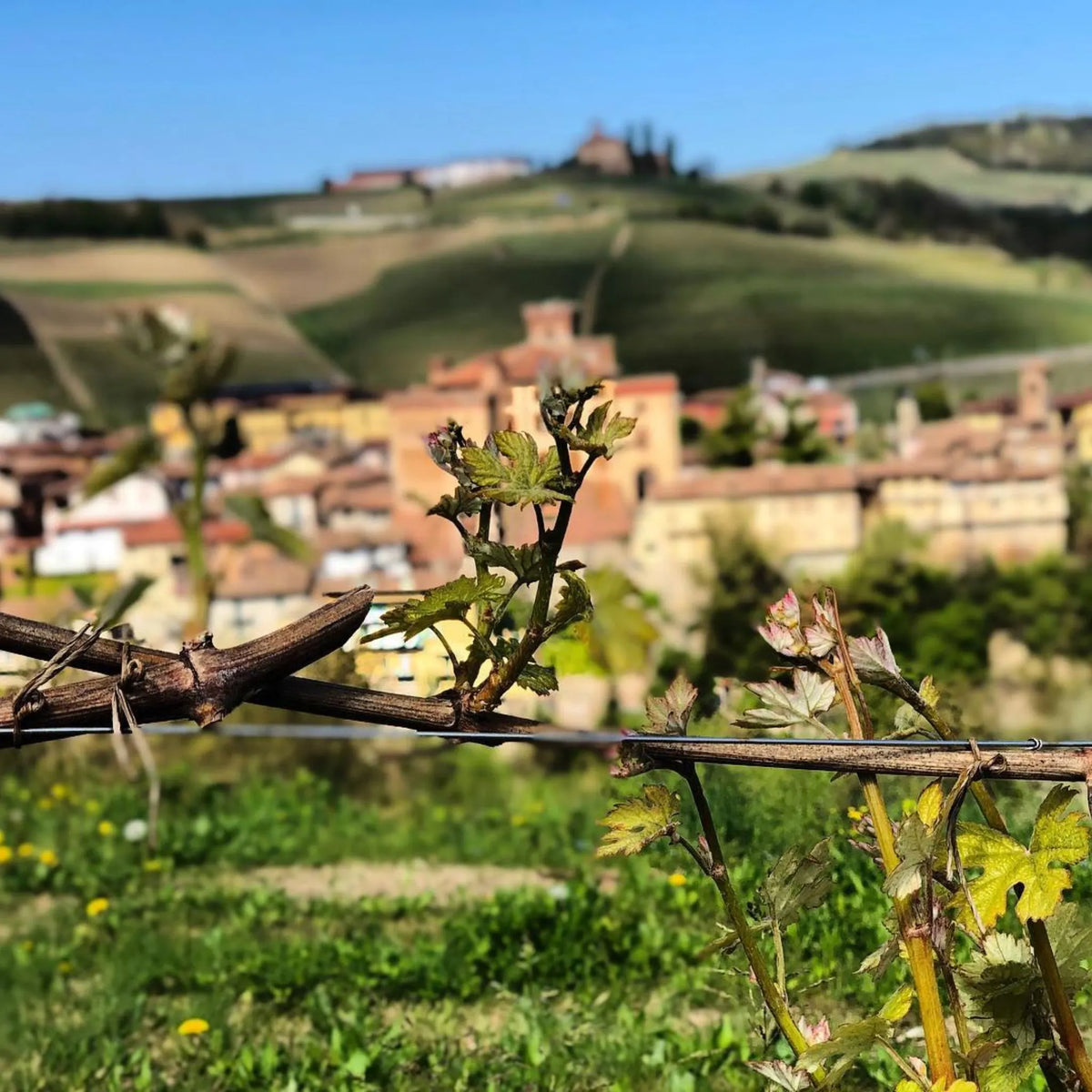 G.D. Vajra Barolo Albe 2022