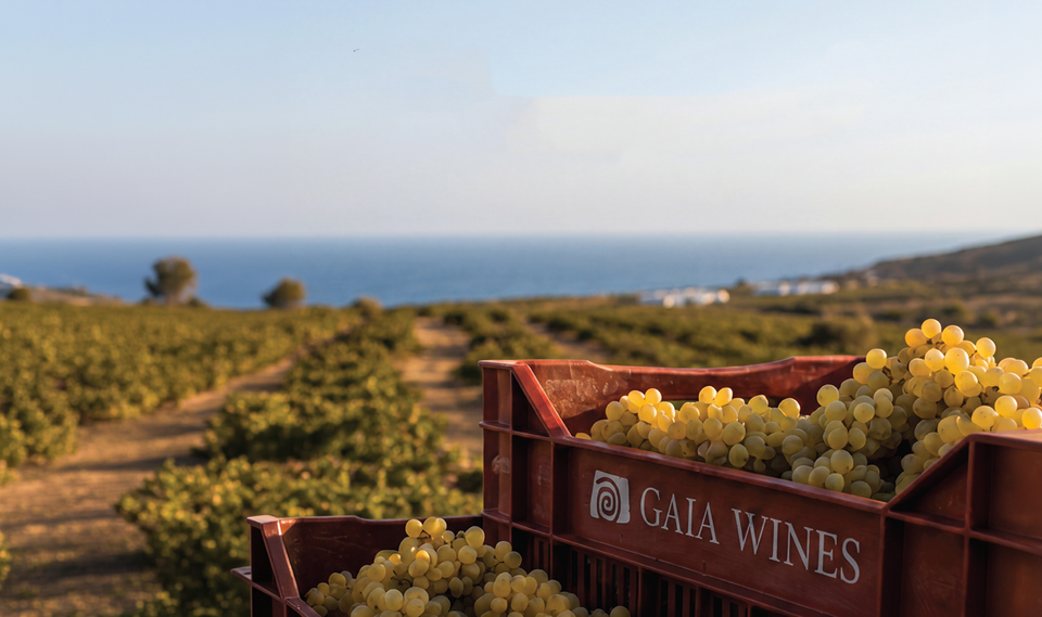 GAIA Wines brand story