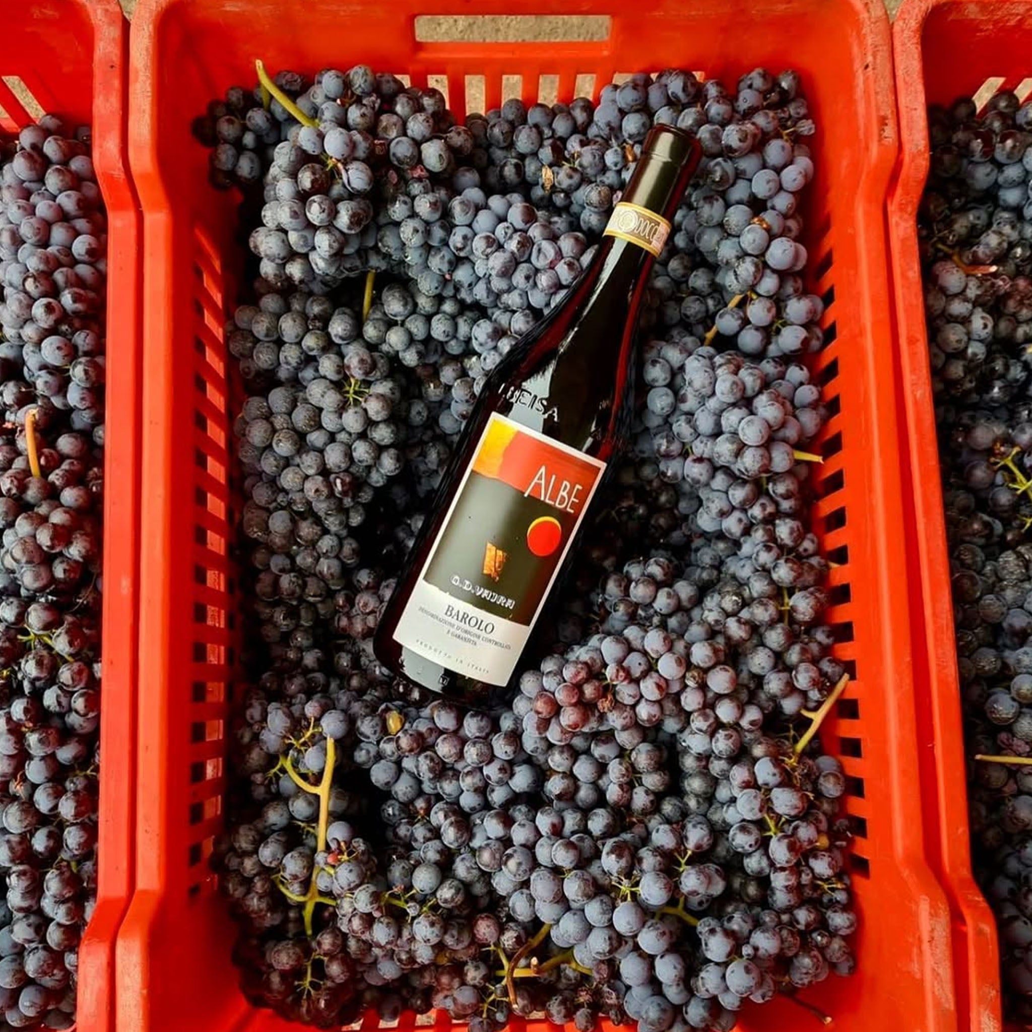 G.D. Vajra Barolo Albe 2021