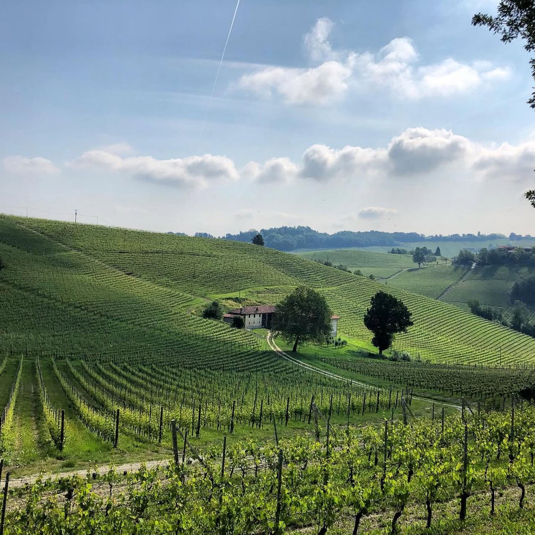 G.D. Vajra Barolo Bricco Delle Viole 2021