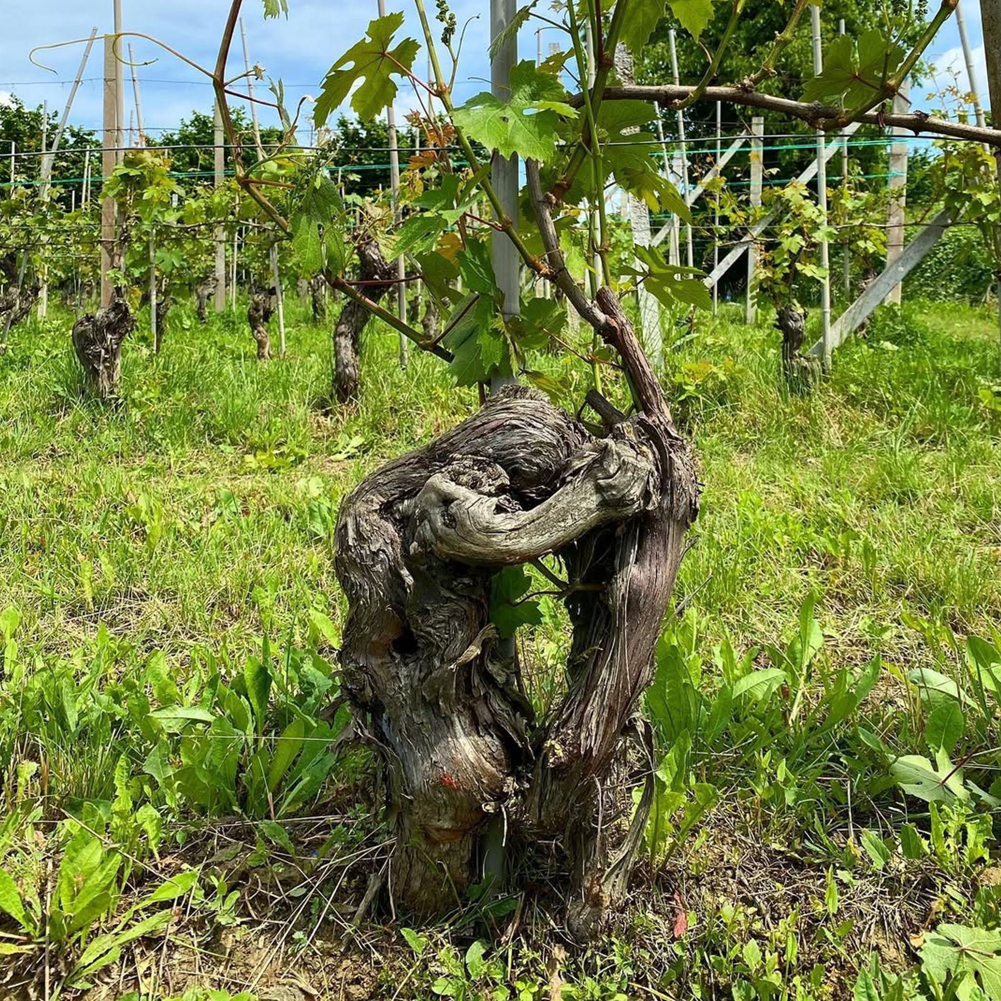 G.D. Vajra Barolo Albe 2021