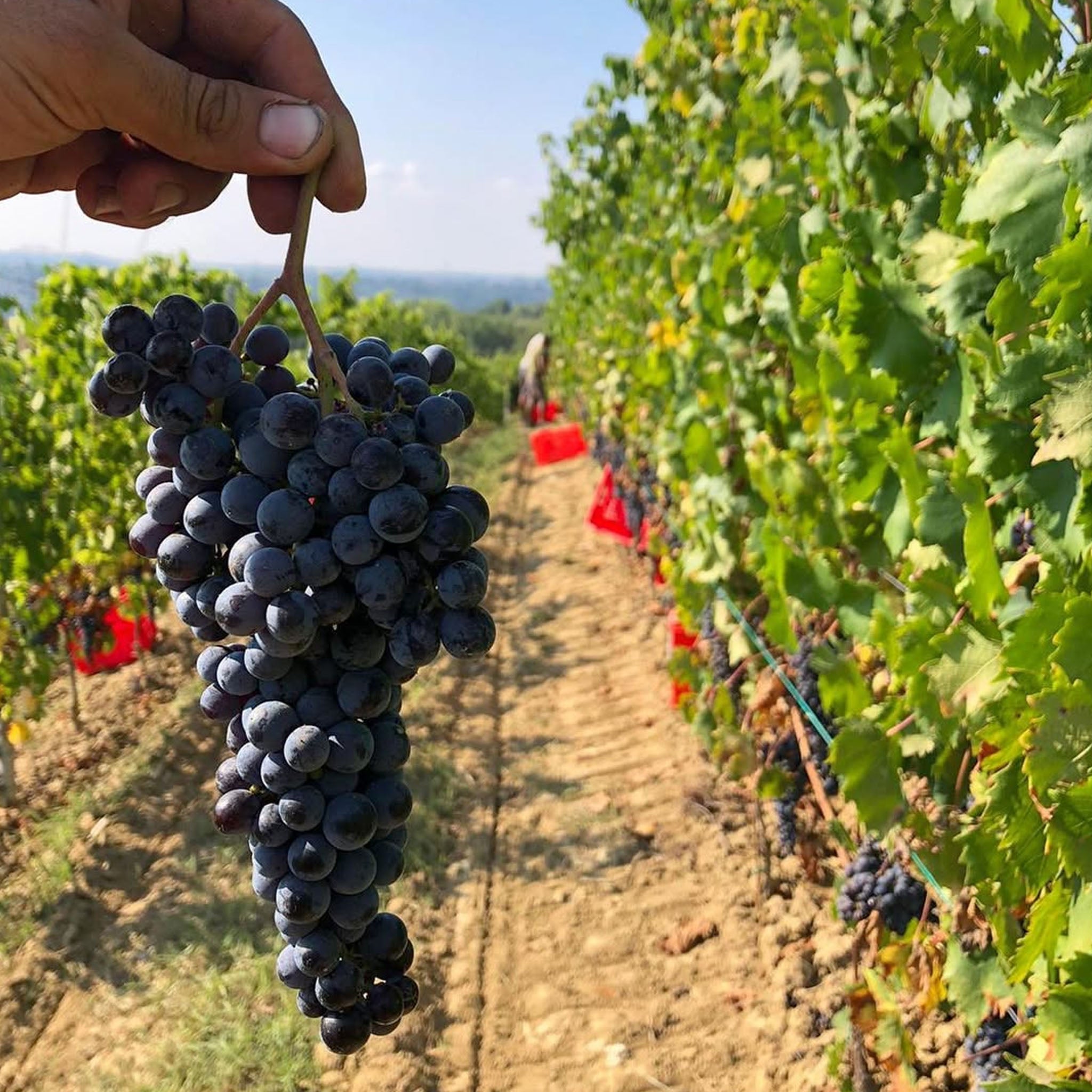 G.D. Vajra Barolo Albe 2021