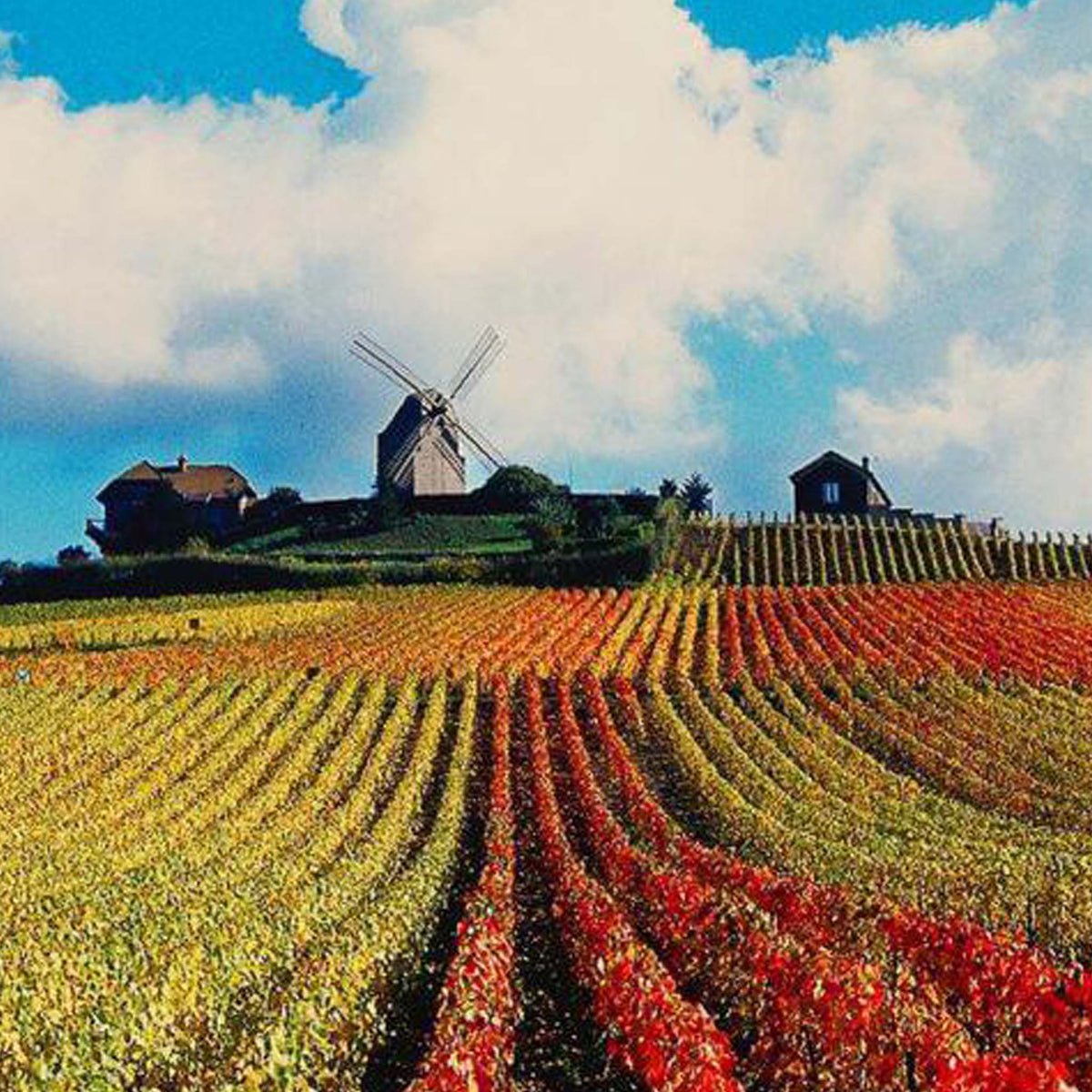 G.H. Mumm Cordon Rouge Brut NV (Gift Boxed)