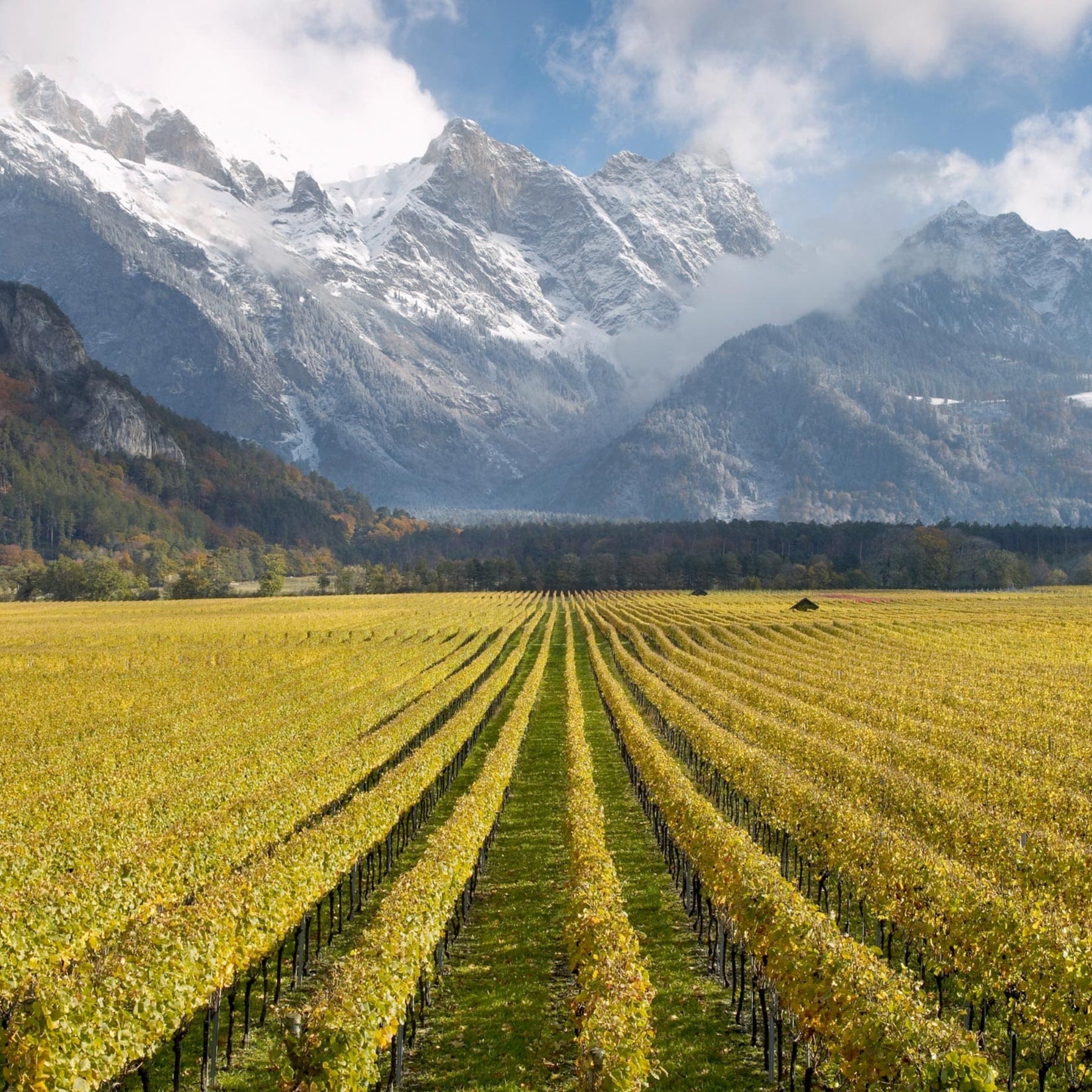 Gantenbein Pinot Noir 2024