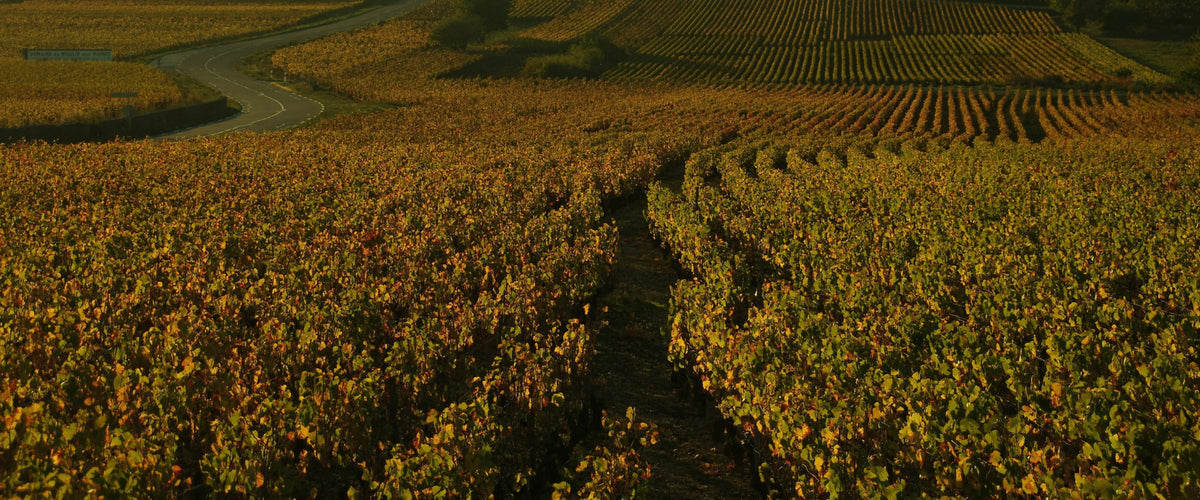 Domaine Moreau-Naudet