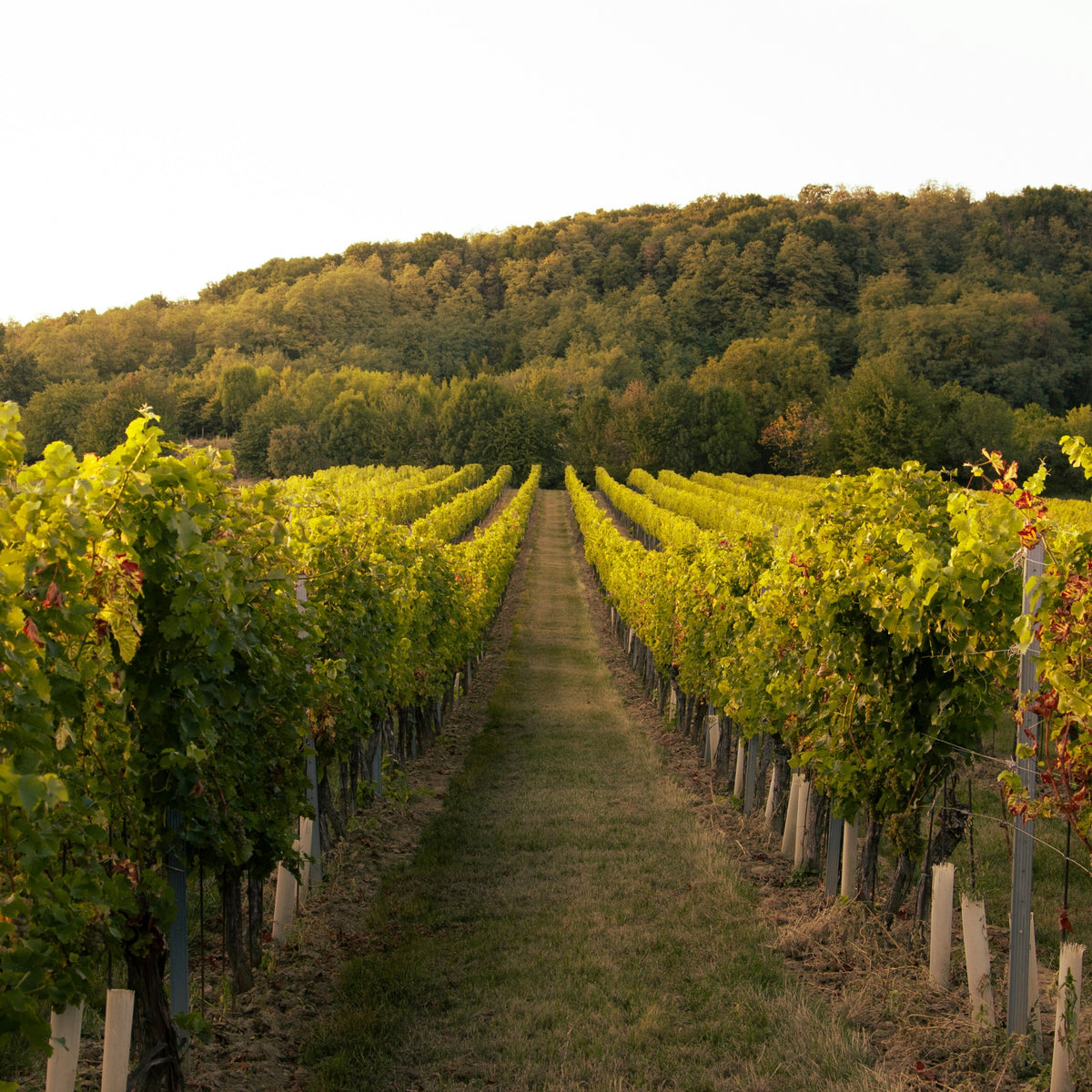 Heathcote Estate Shiraz 2023