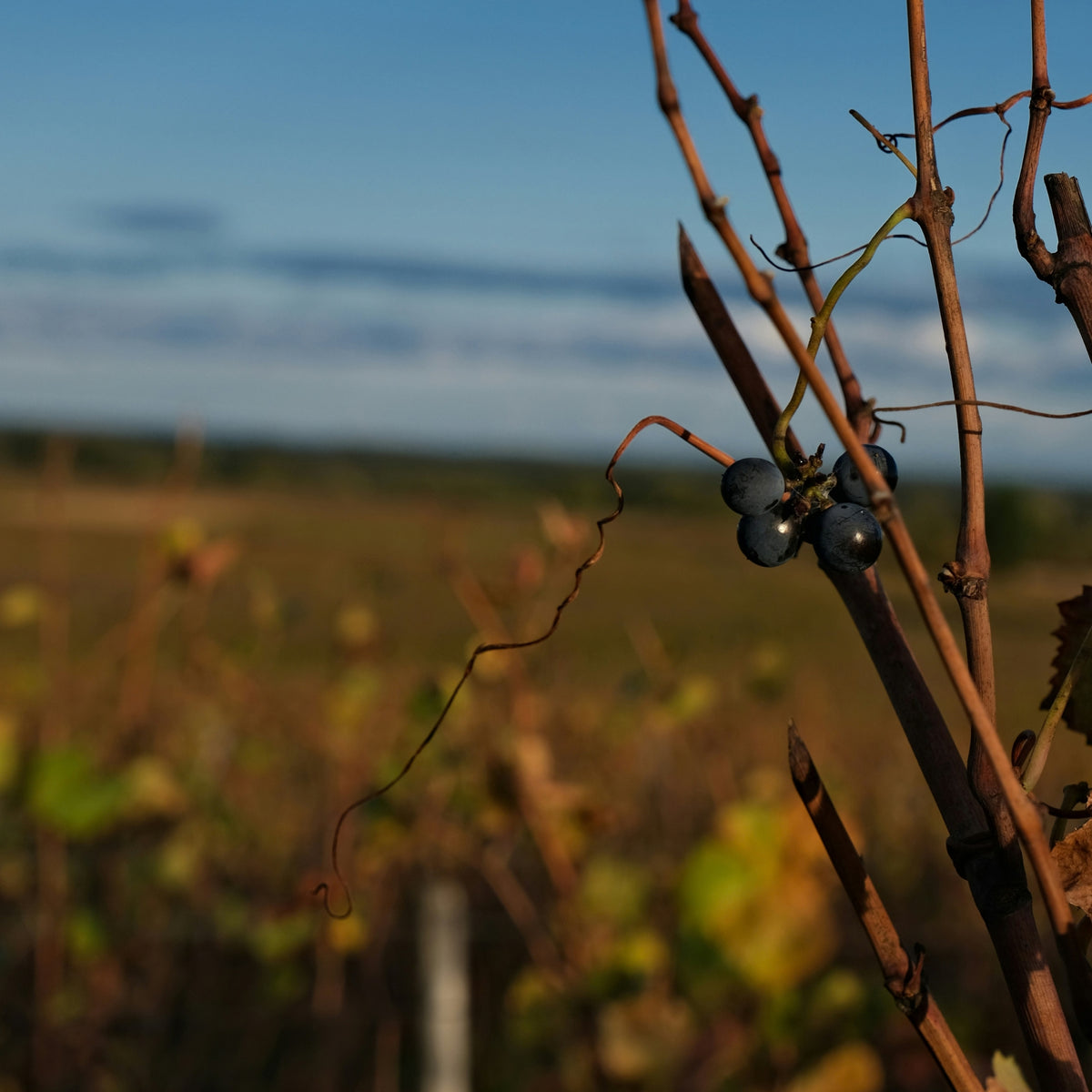 Domaine Marquis d'Angerville Volnay 1er Cru Clos des Ducs 2023