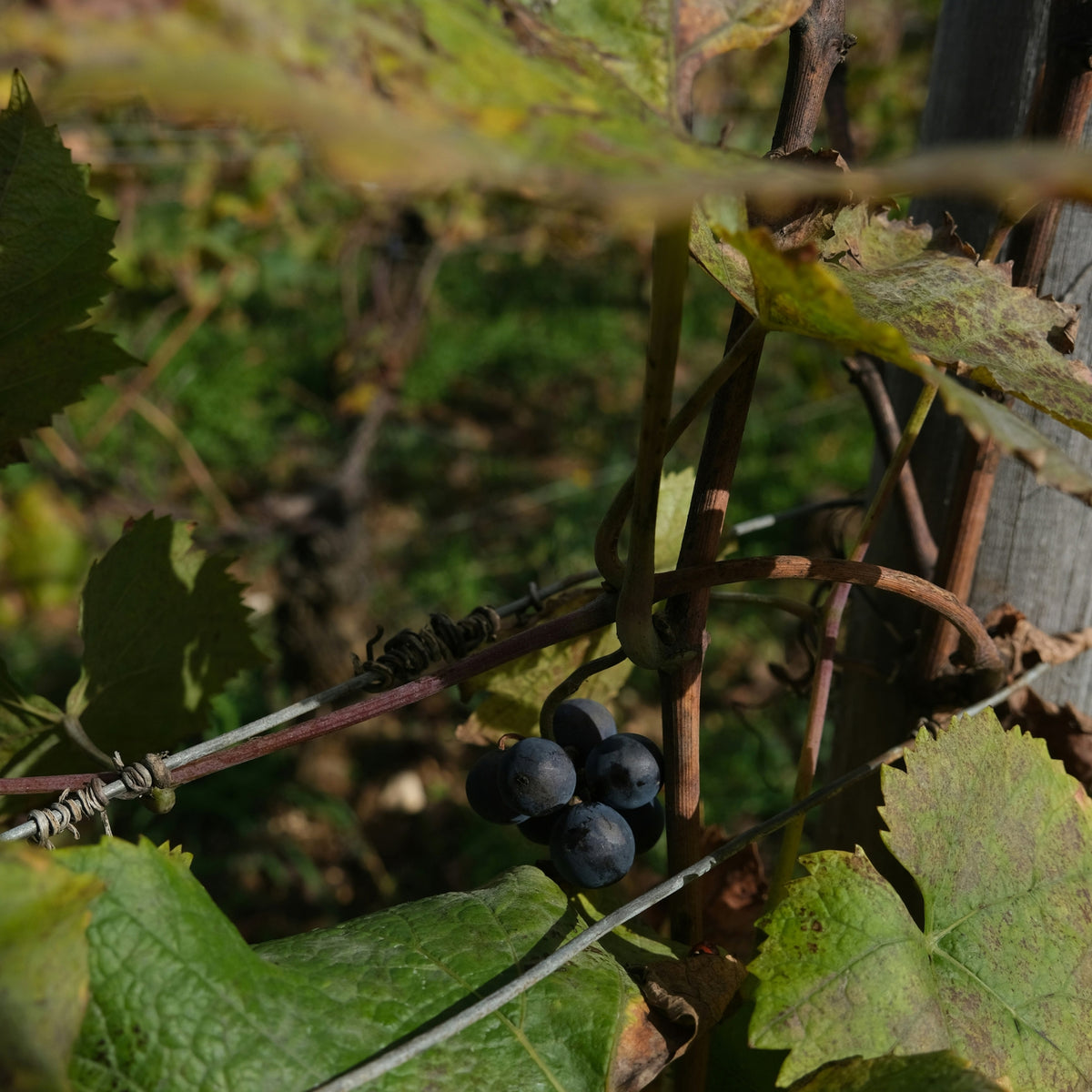 Domaine Marquis d'Angerville Volnay 1er Cru Fremiet 2023