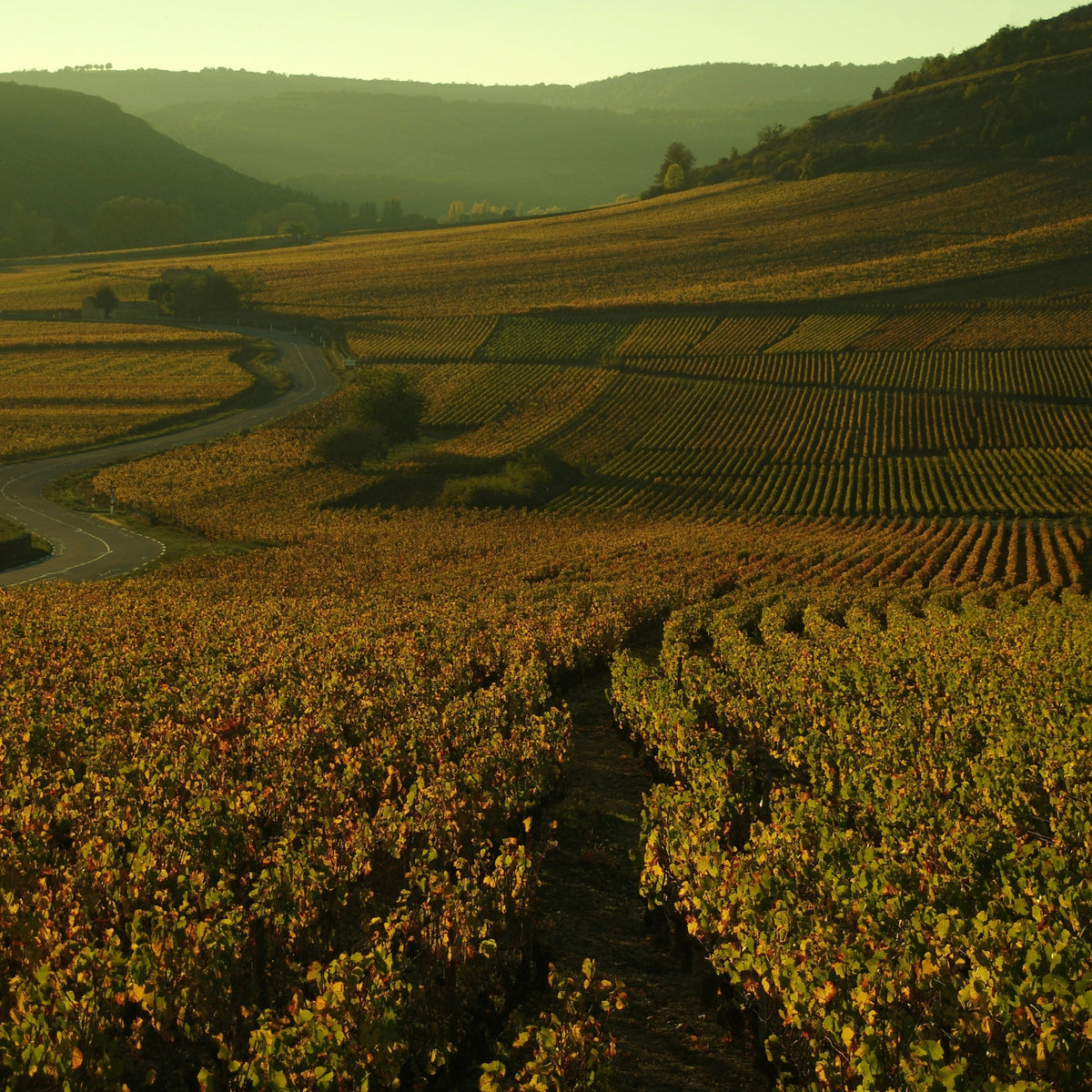 Domaine Marquis d'Angerville Volnay 1er Cru Champans 2023
