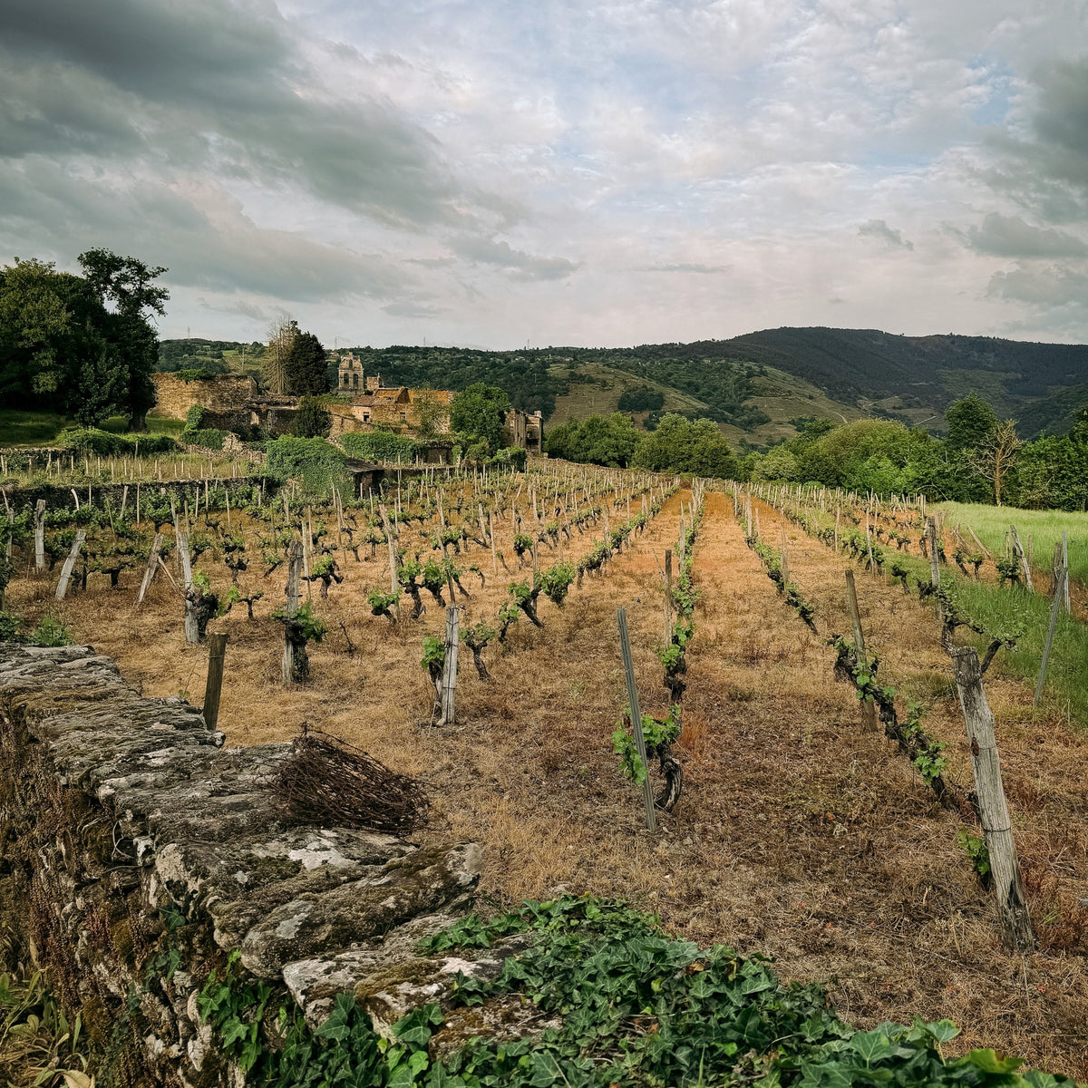 Domaine Marquis d'Angerville Volnay 1er Cru Clos des Ducs 2023