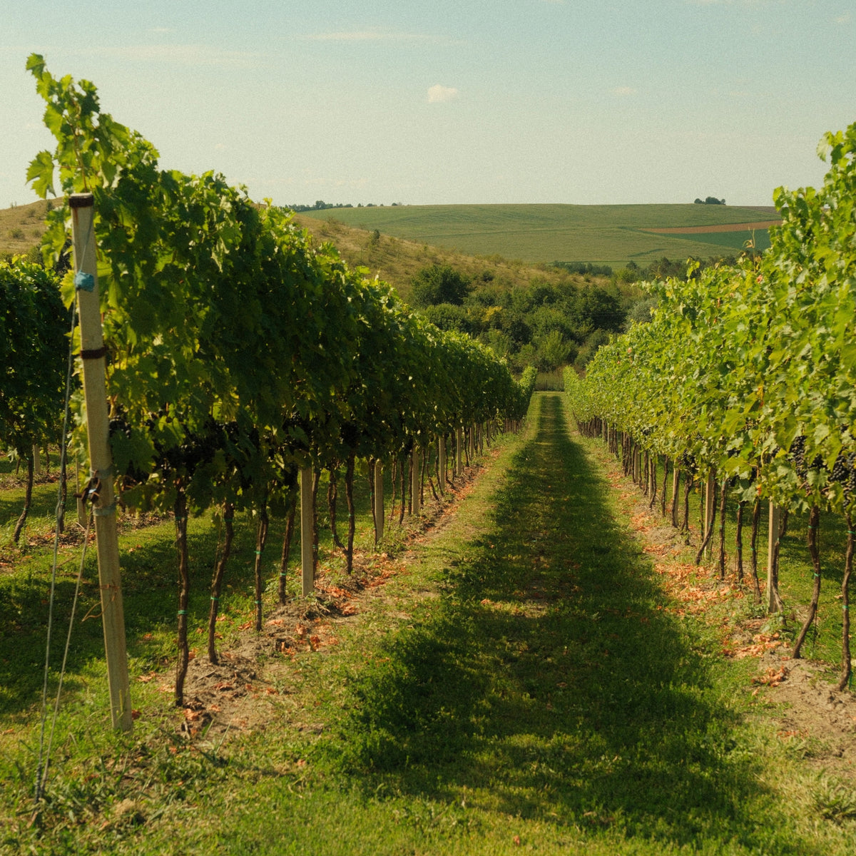 Domaine Marquis d'Angerville Volnay 1er Cru Fremiet 2023