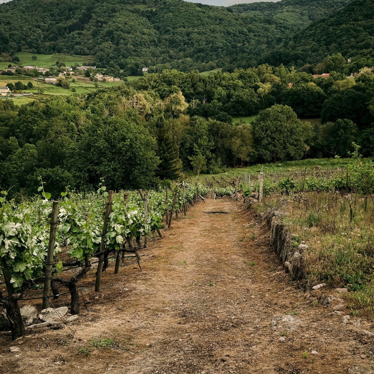 Domaine Edouard Confuron Coteaux Bourguignons 2024