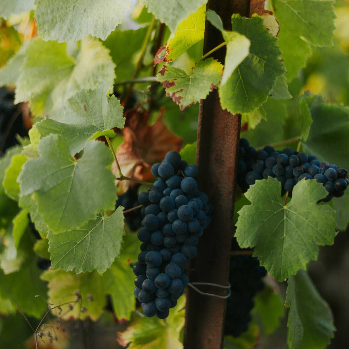 Heathcote Estate Shiraz 2023