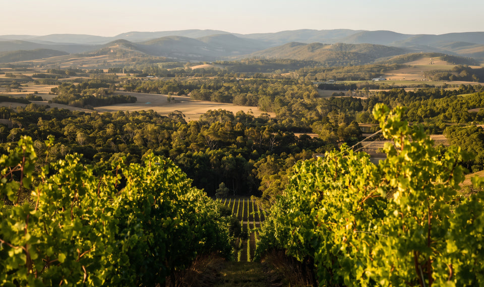 Vineyard brand story