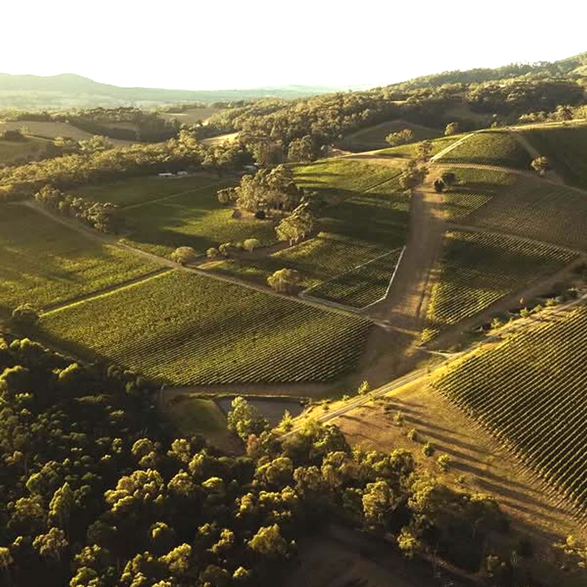 Giant Steps Yarra Valley Pinot Noir 2025