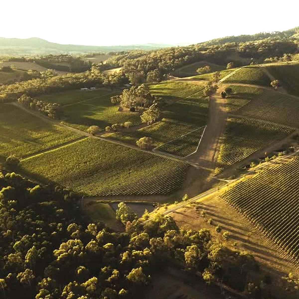Giant Steps Yarra Valley Pinot Noir 2025