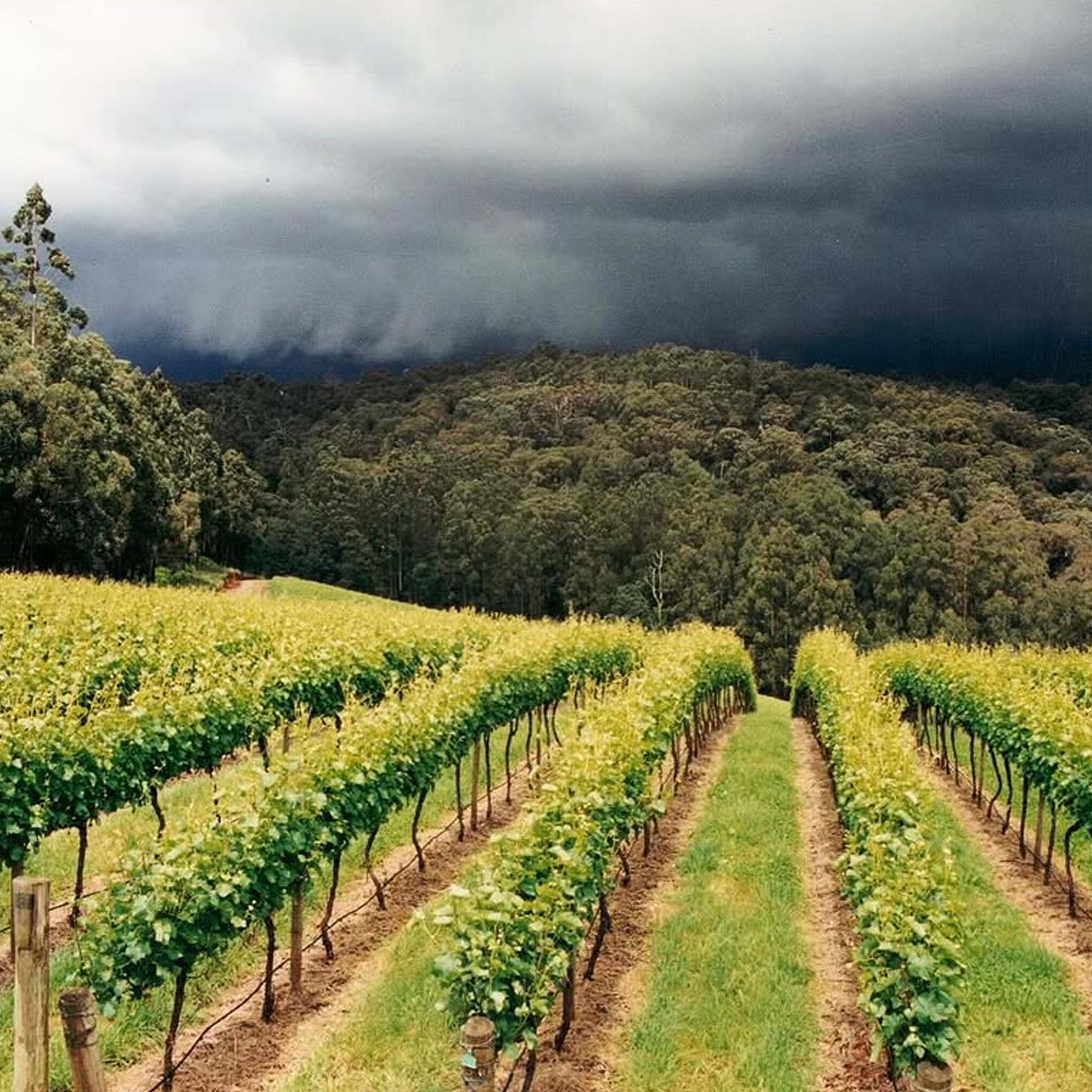 Giant Steps Yarra Valley Pinot Noir 2025