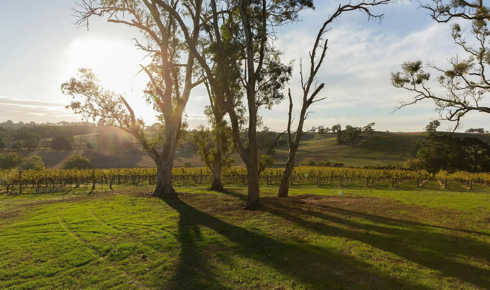 The Vineyard brand story