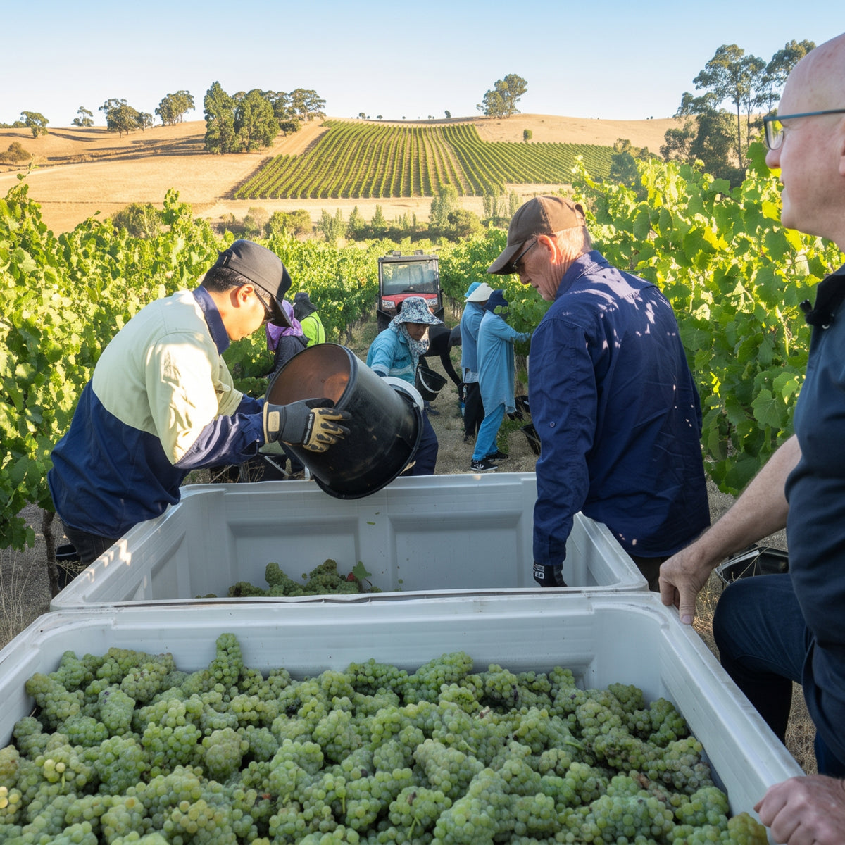 Grosset Springvale Riesling 2026