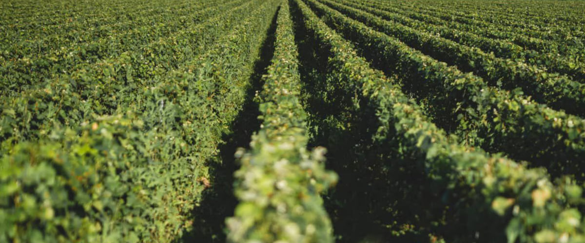 Grower Champagne