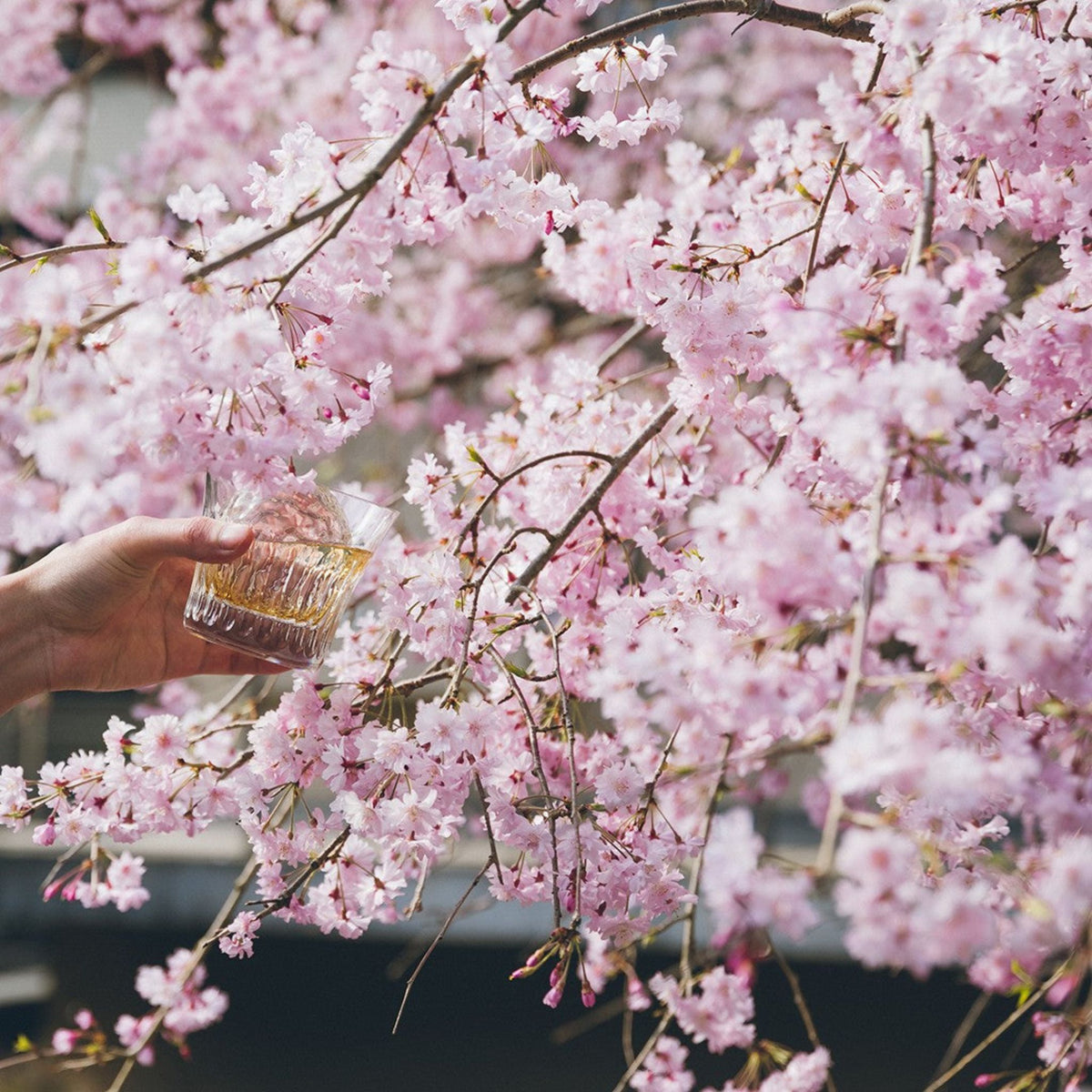 This masterfully balanced whisky showcases delicate sakura cask florals alongside Hibiki’s signature smoothness. - Kent Street Cellars
