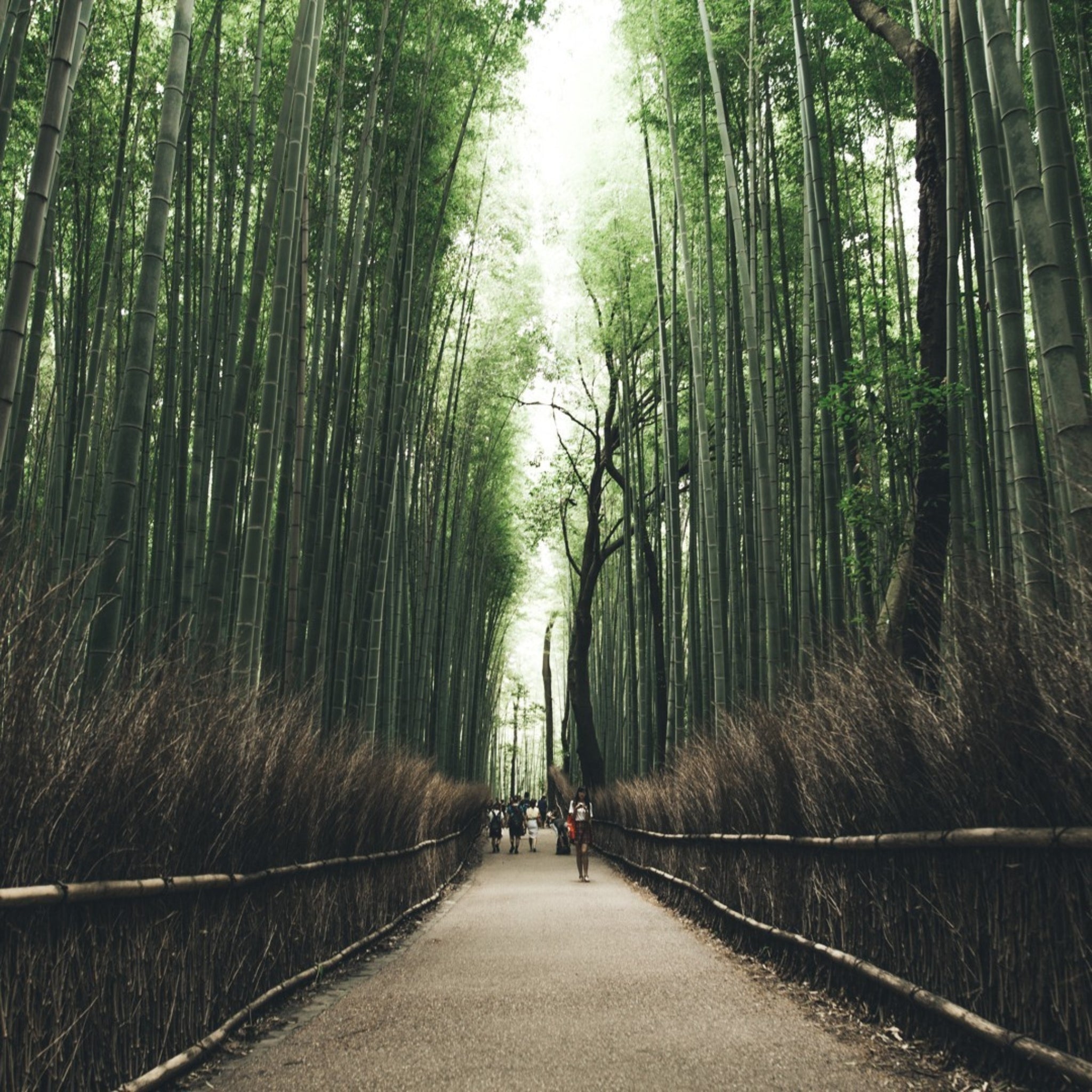 Hakushu Japanese Forest Bittersweet Edition | Kent Street Cellars