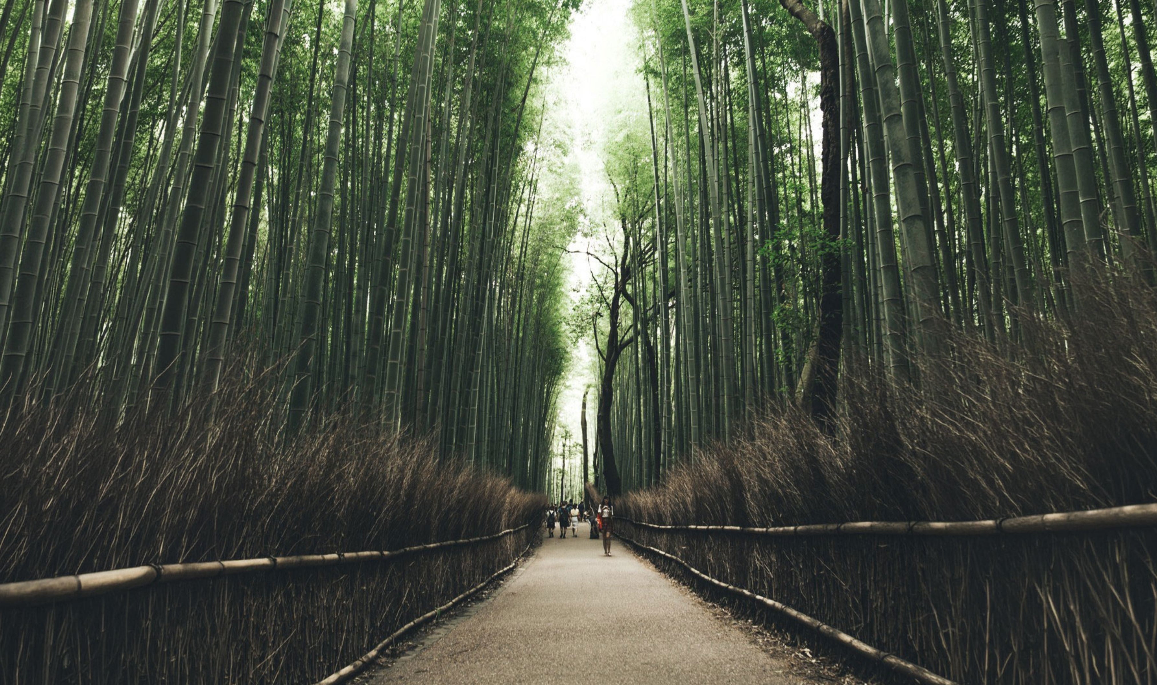 Hakushu Japanese Forest Bittersweet Edition | Kent Street Cellars