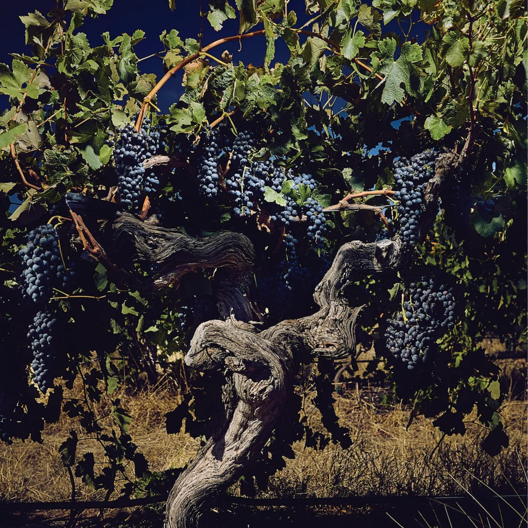 Head Red Shiraz 2023