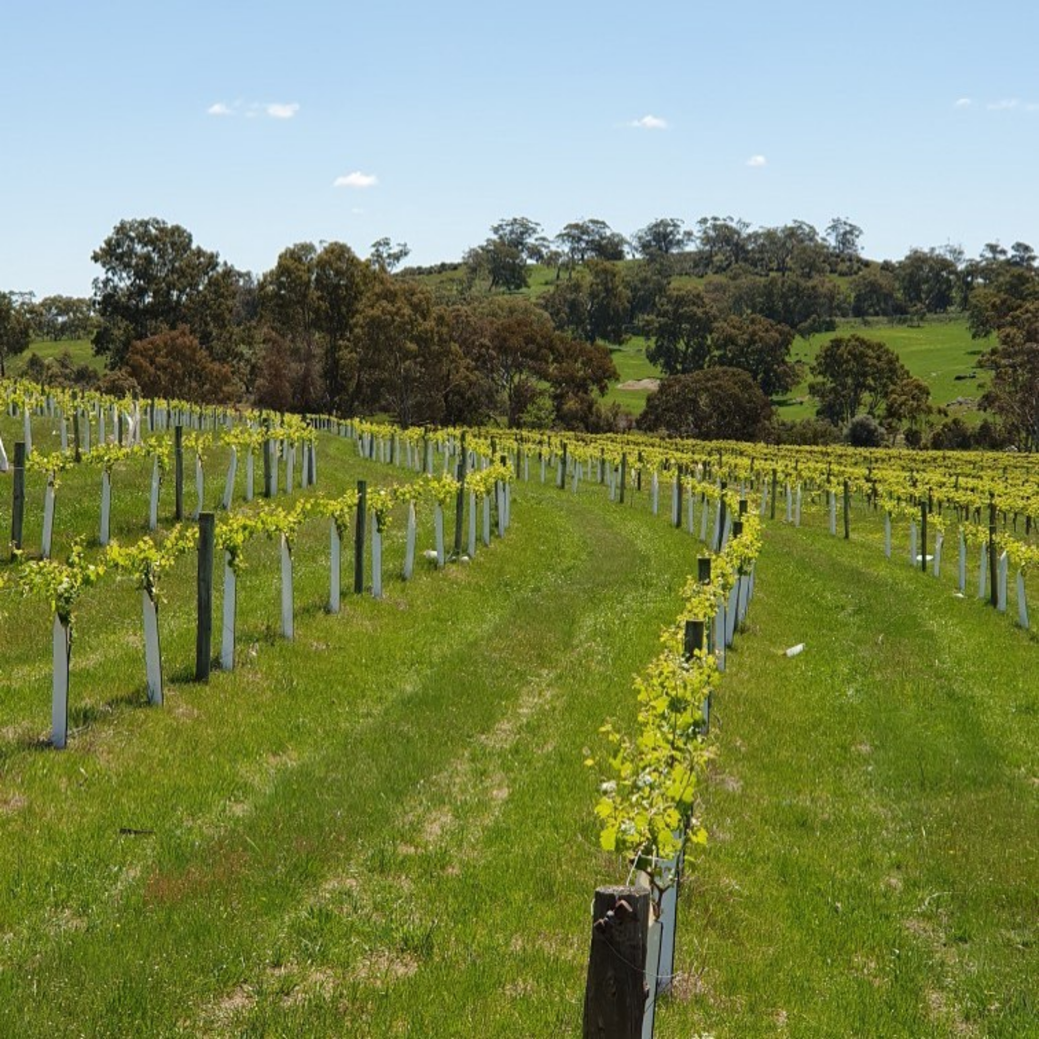 Head Red Shiraz 2023