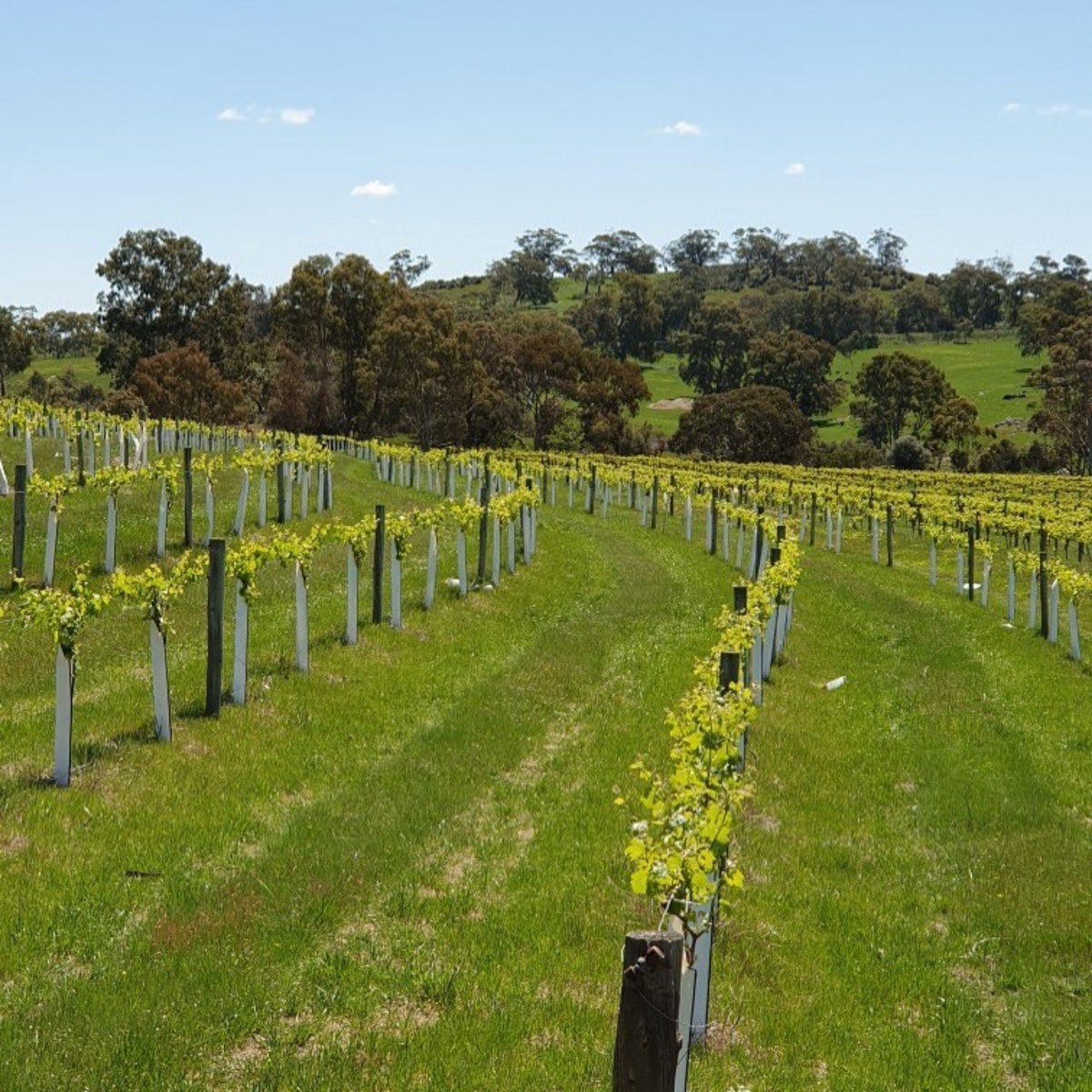 Head Red Shiraz 2023