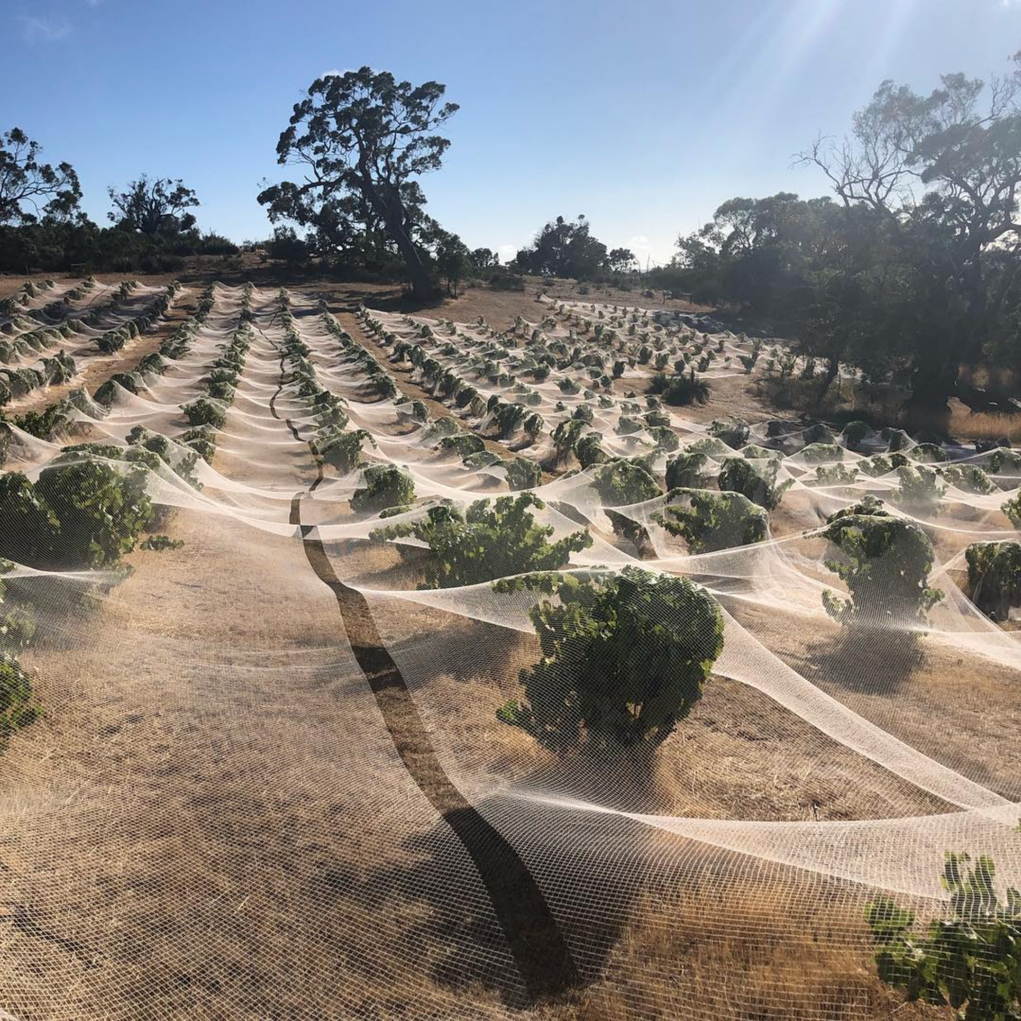 Head Red Shiraz 2023