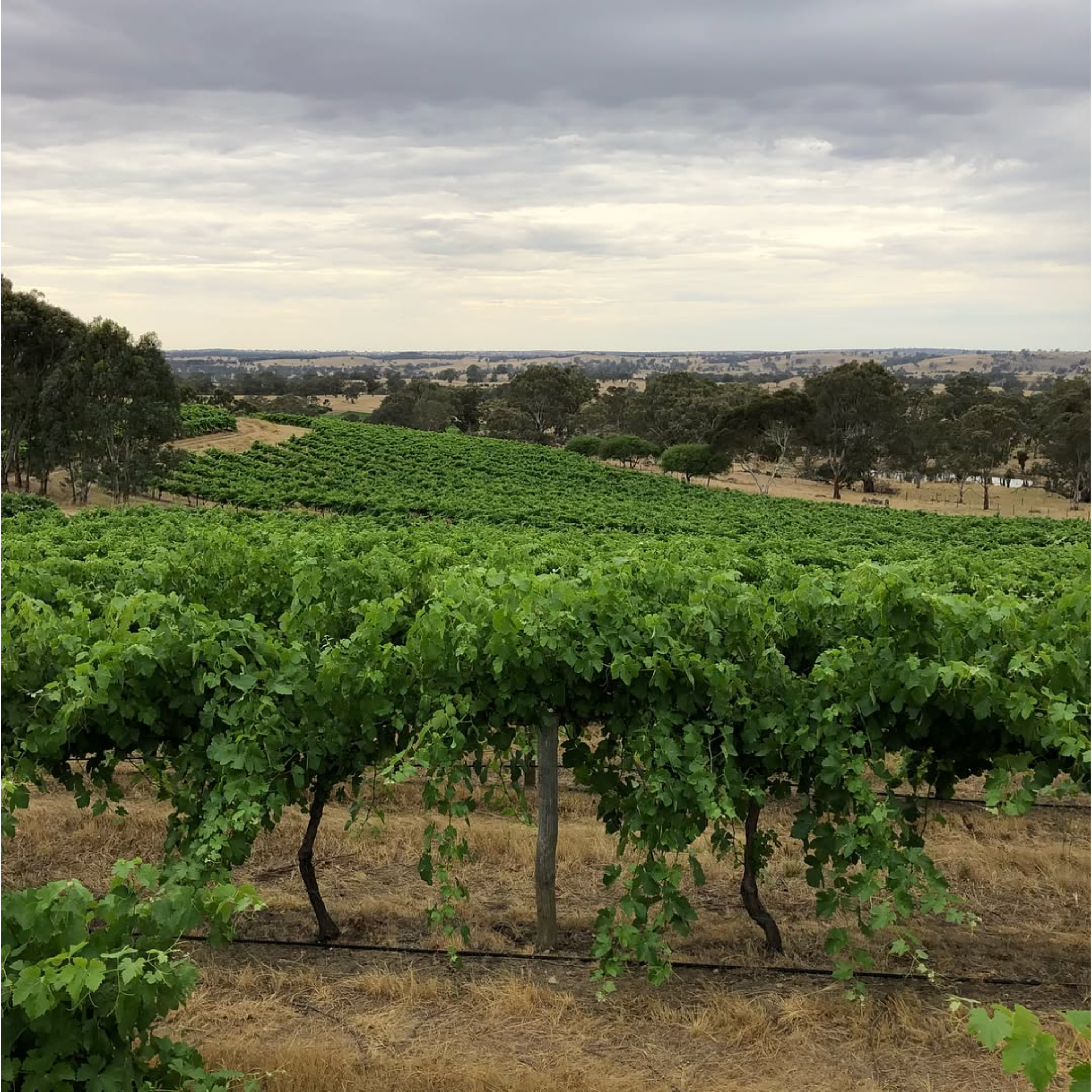 Head Red Shiraz 2023