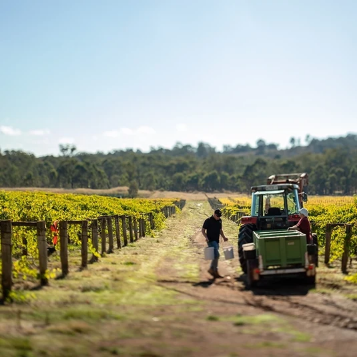 Heathcote Estate Shiraz 2023