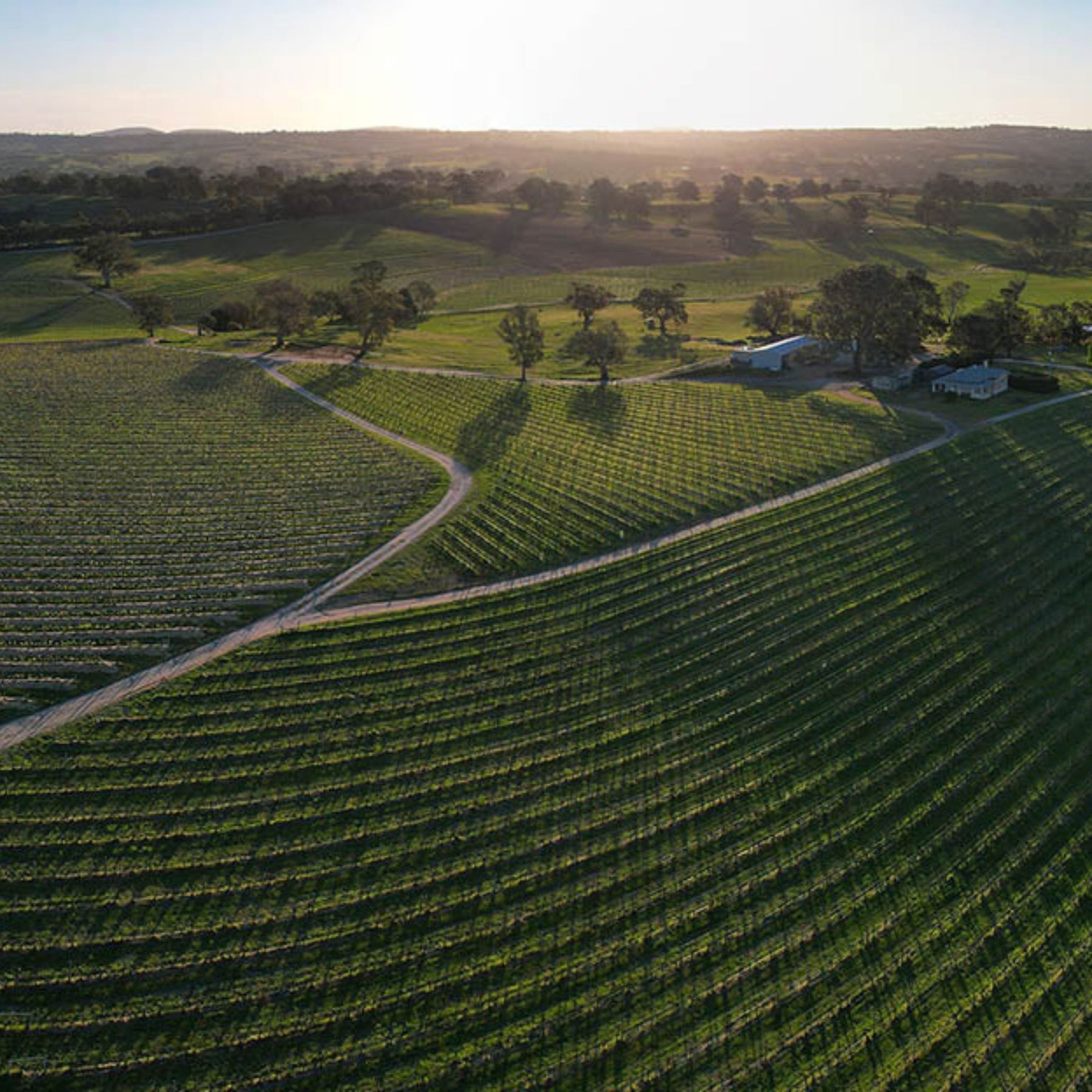 Henschke Peggy's Hill Riesling 2026