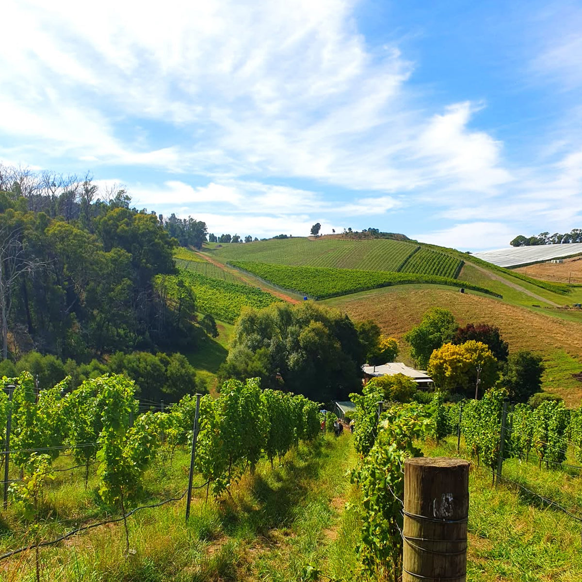 Henschke Julius Riesling 2025