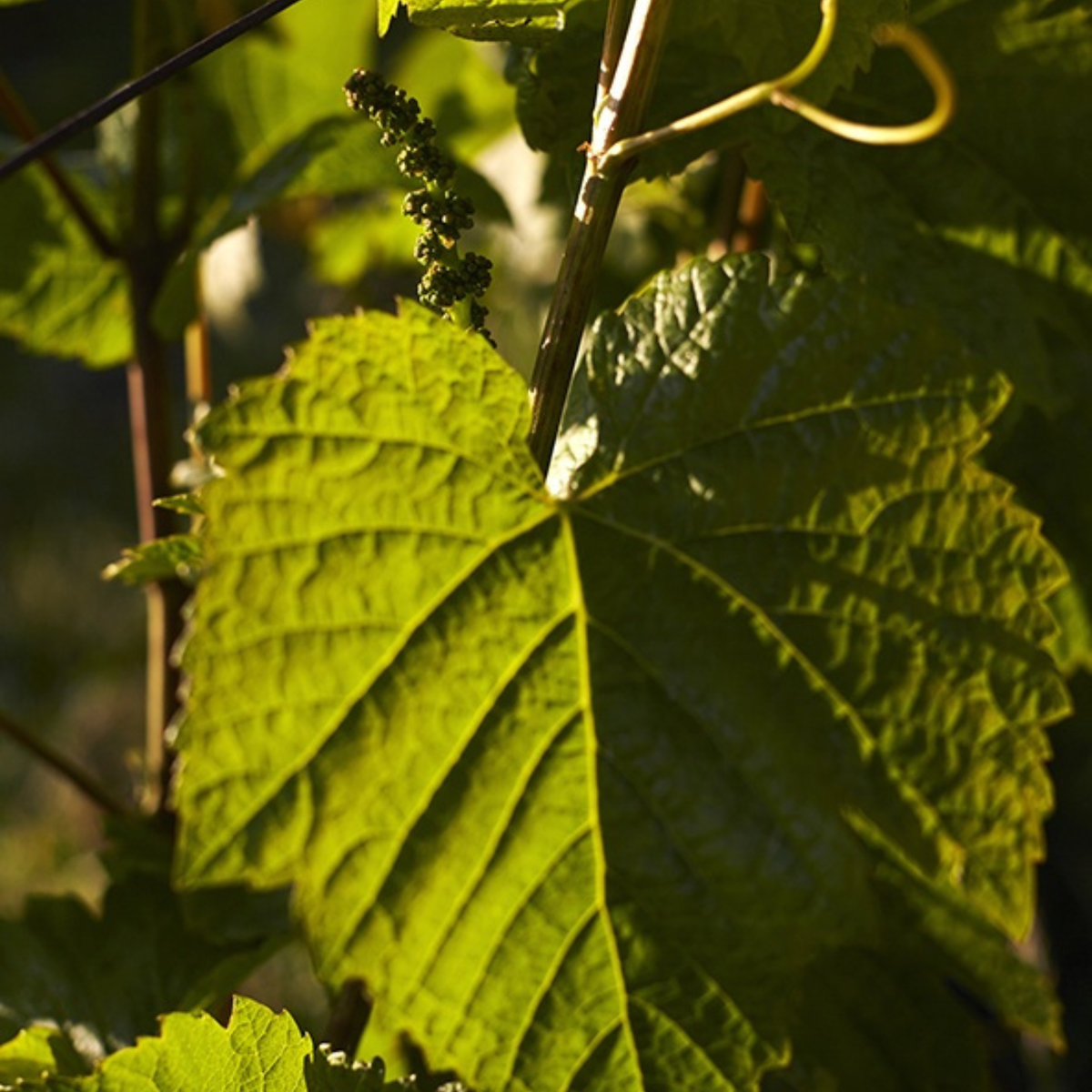 Holyman Chardonnay 2025