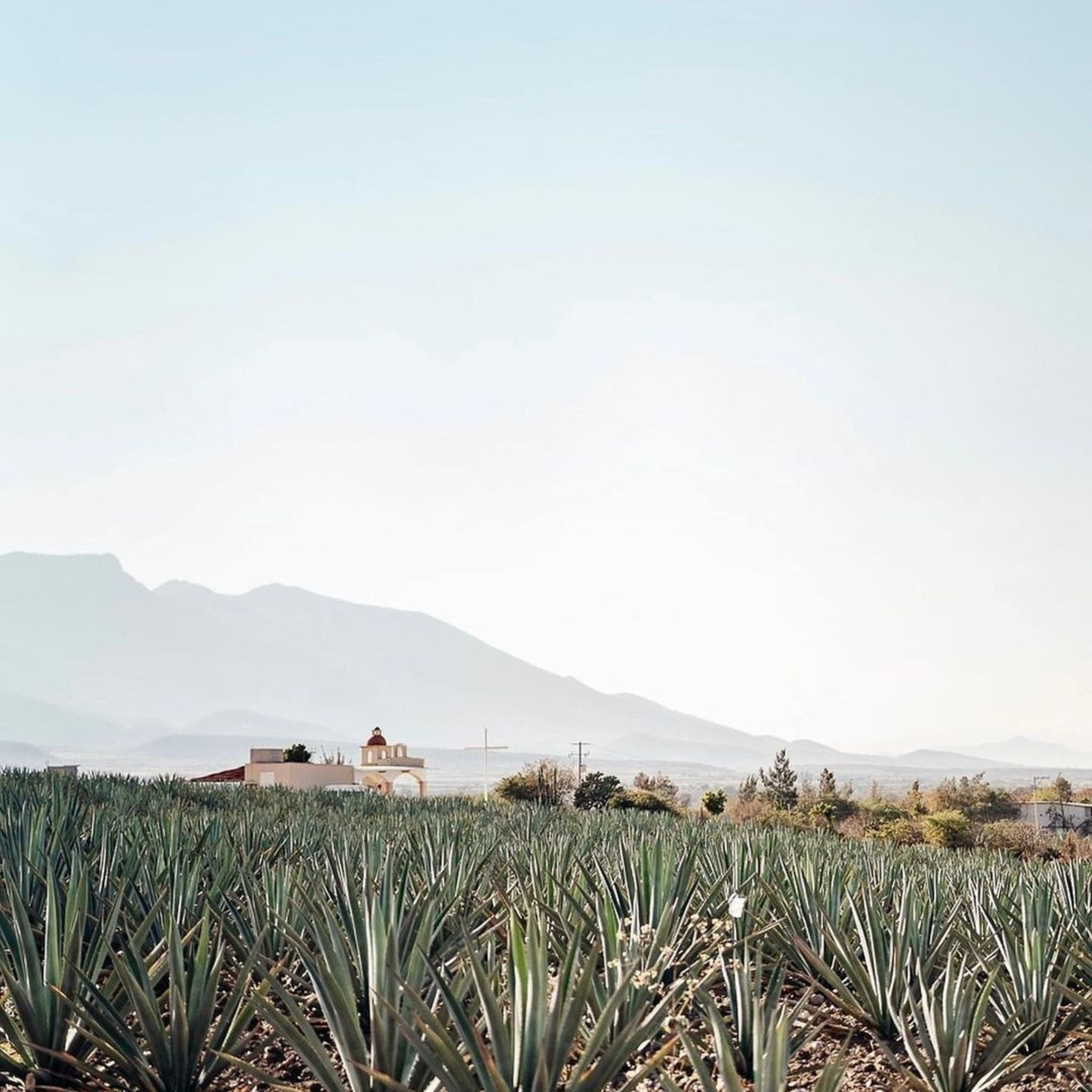 Philosophy | Ilegal Mezcal