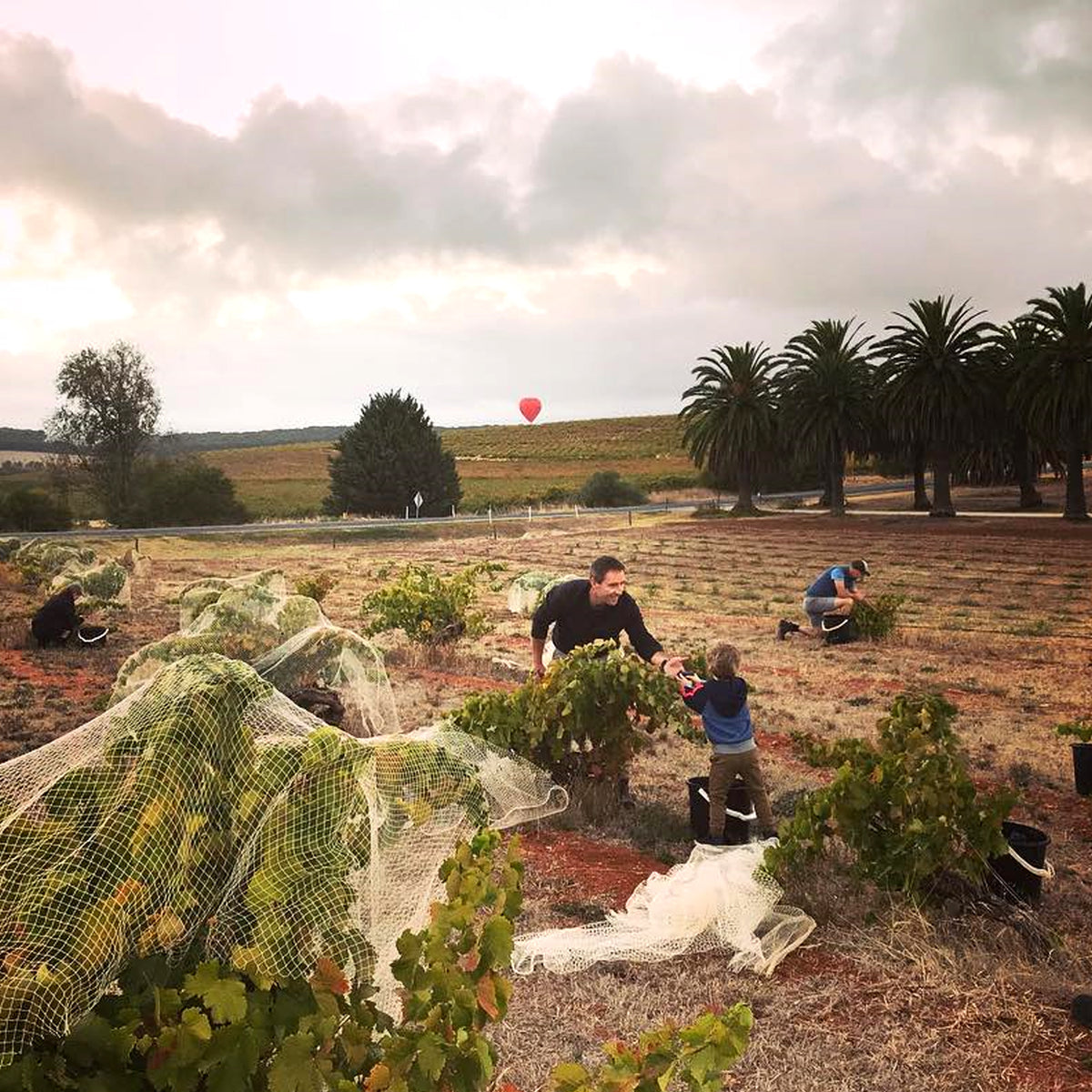 Izway Don Shiraz 2015