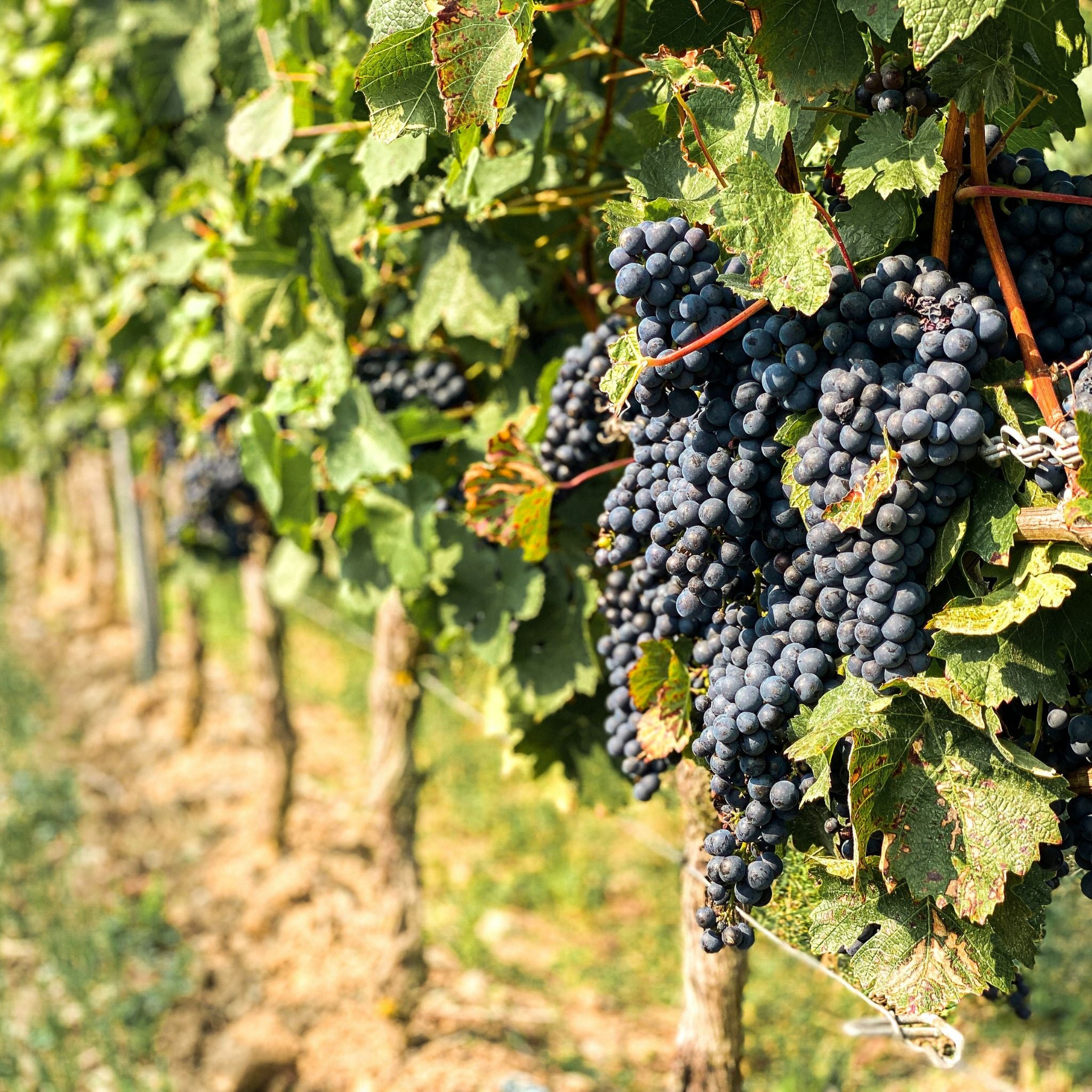 Jasper Hill Georgia's Paddock Nebbiolo 2024