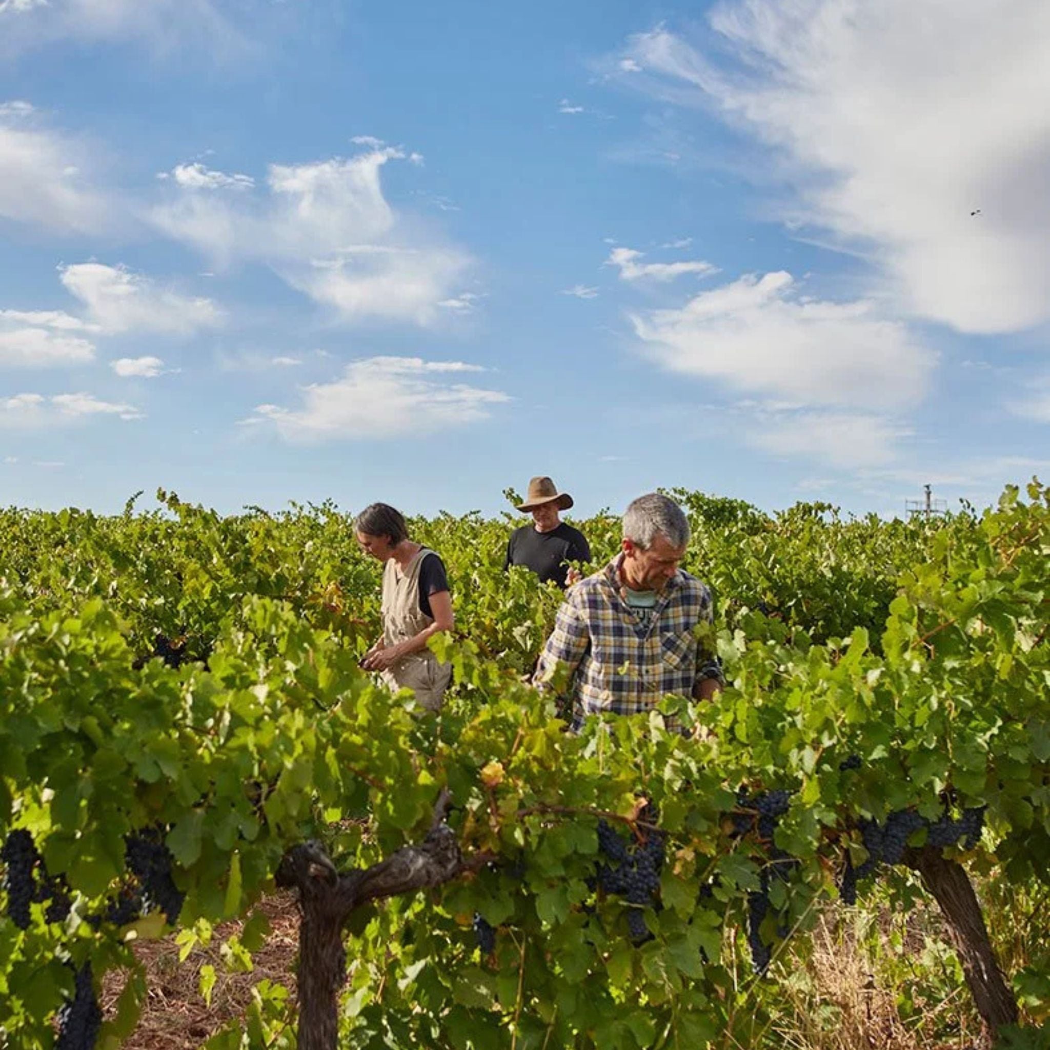 Jasper Hill Georgia's Paddock Shiraz 2024