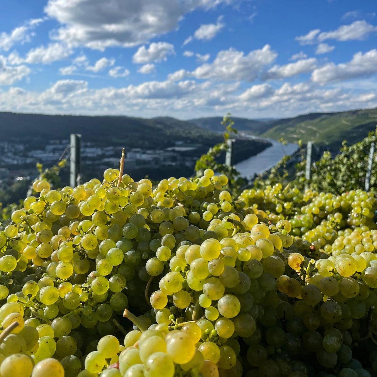 Joh Jos Prüm Grapes - Kent Street Cellars